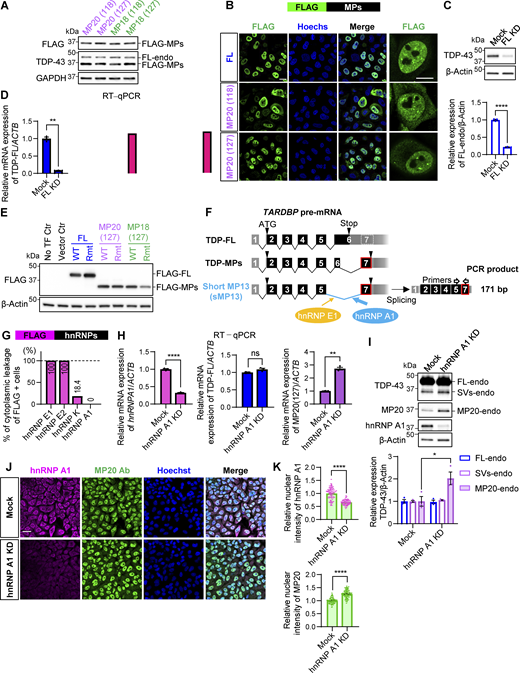 hnRNP A1 downregulation promotes MP20 expression. (A) WB analysis confirming the expression of FLAG-MPs in HEK293T cells. The anti–TDP-43 antibody detected endogenous TDP-FL (FL-endo) and FLAG-MPs. (B) Subcellular localization of FLAG-MPs in HeLaS3 cells. FLAG (green) and Hoechst (blue). Magnified images of FLAG are shown in the right panels. Scale bars: 20 μm (left) and 10 μm (right). (C) WB analysis of TDP-43 protein levels in HEK293T with TDP-FL KD (FL KD). Data are normalized to β-actin. Statistical analysis was performed using Welch’s t test. (D) RT-qPCR analysis of TDP-FL, GPSM2 CE, and ATG4B CE mRNA levels in HEK293T with FL KD. Data are normalized to ACTB. Statistical analysis was performed using Welch’s t test (n = 3 for each group). (E) WB analysis of FLAG-MPs with Rmt’s (see Fig. 2 E). (F) Schematic representation of the sMP13 isoform of TARDBP, induced by hnRNP A1 and E1. (G) Percentage of cytoplasmic leakage in FLAG-hnRNPs–positive cells. Data present 564 cells per group. (H) RT-qPCR analysis of hnRNP A1, TDP-FL, and MP20 (127) mRNA levels in HEK293T cells with hnRNP A1 KD. Data are normalized to ACTB. Statistical analyses were performed using Welch’s t test (n = 3 for each group). (I) WB analysis of TDP-43 protein levels in HEK293T cells with hnRNP A1 KD. Quantification of FL-endo, SVs-endo, and MP20-endo protein levels is normalized to β-actin. Statistical analyses were performed using Welch’s t test. (J) Immunocytochemistry of HeLaS3 cells with hnRNP A1 KD. hnRNP A1 (magenta), MP20 Ab (green), and Hoechst (blue). Scale bar: 50 μm. (K) Quantification of nuclear hnRNP A1 or MP20 intensity. Data present 100 cells per group. Statistical analyses were performed using Welch’s t test. All graphs show the mean ± SEM. *P < 0.05, **P < 0.01, ***<0.001, and ****P < 0.0001. Ab, antibody. Source data are available for this figure: SourceData FS1. Refer to the image caption for details.