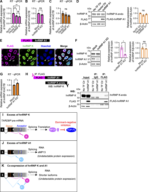 hnRNP K levels are not influenced by hnRNP A1 expression. (A–C) RT-qPCR analysis of hnRNP A1 (A and B) and hnRNP K (C) mRNA levels in HEK293T cells overexpressing FLAG-hnRNP K (A) or with hnRNP K KD (B) or overexpressing hnRNP A1 (C). Data are normalized to ACTB. Statistical analyses were performed using one-way ANOVA followed by Tukey’s test (A and C) or Welch’s t test (B), respectively (n = 3 for each group). (D) WB analysis of HEK293T cells overexpressing FLAG-hnRNP A1. Quantification of hnRNP K is normalized to β-actin. Statistical analysis was performed using one-way ANOVA followed by Tukey’s test (n = 3 for each group). (E) Immunocytochemistry of HeLaS3 cells overexpressing FLAG-hnRNP K. FLAG (magenta), hnRNP A1 (green), and Hoechst (blue). Arrowheads and arrows indicate FLAG-positive and FLAG-negative cells, respectively. Scale bar: 10 μm. (F) WB analysis of HEK293T cells with hnRNP A1 KD. Quantification of hnRNP A1 and hnRNP K is normalized to β-actin. Statistical analyses were performed using Welch’s t test (n = 3 for each group). (G) RT-qPCR analysis of hnRNP K mRNA levels in HEK293T cells overexpressing FLAG-hnRNP A1. Data are normalized to ACTB. Statistical analysis was performed using Welch’s t test (n = 3 for each group). (H) IP of FLAG-hnRNP A1–overexpressing HEK293T cells. FLAG antibody was used for IP, and endogenous hnRNP K was detected by WB. An anti-IgG antibody was used as a negative control for IP. (I–K) Schematic diagram showing conditions with excess hnRNP K (I), hnRNP A1 (J), or hnRNP K coexpressed with hnRNP A1 (K). All graphs show the mean ± SEM. *P < 0.05, **P < 0.01. Source data are available for this figure: SourceData FS2.