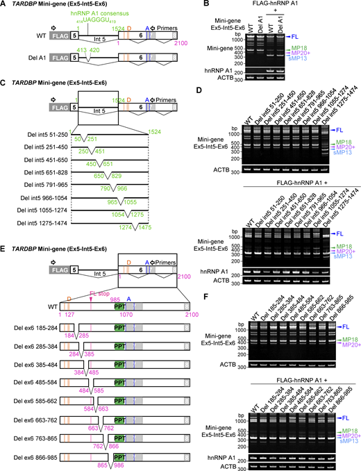Responsible region of hnRNP A1 on TARDBP exon 6 splicing is not found in TARDBP intron 5 and cryptic intron 6. (A) Schematic representation of a mini-gene containing exon 6 (1–2,100) (Ex6) or exon 5 to exon 6 (Ex5-Int5-Ex6) of TARDBP. A potential hnRNP A1 consensus site is indicated in the Ex5-Int5-Ex6 mini-gene. Orange or blue lines show alternative donor (D) or acceptor (A) sites, respectively, and magenta lines indicate the stop codon of FL. (B) RT-PCR images showing the effect of hnRNP A1 on splicing of the mini-gene (Ex5-Int5-Ex6) with deletion of the potential hnRNP A1 consensus sequence in HEK293T cells. (C and E) Schematic representation of deletion mutants of the TARDBP mini-gene (Ex5-Int5-Ex6). Green-filled box indicates polypyrimidine tract (PPT). (D and F) RT-PCR images of HEK293T cells coexpressing TARDBP mini-genes (Ex5-Int5-Ex6) with or without hnRNP A1. Source data are available for this figure: SourceData FS3. Refer to the image caption for details.