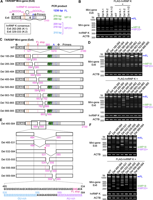 The GC-rich sequence immediately downstream of the TDP-FL-stopin TARDBP is crucial for controlling sensitivity to hnRNP K. (A) Schematic representation of a mini-gene containing exon 6 (1–2,100) (Ex6) of TARDBP. Two potential hnRNP K consensus sites (K-1 and K-2) are described. Orange or blue lines show alternative donor (D) and acceptor (A) sites, and magenta lines indicate the stop codon of FL. (B) RT-PCR images of the effect of hnRNP K on splicing of the mini-gene (Ex6) with deletion of the potential hnRNP K consensus sequence in HEK293T cells. (C and E) Schematic representation of systematic deletion mutants of the TARDBP mini-gene (Ex6). Green box indicates polypyrimidine tract (PPT). A dotted square in E indicates 485–584 residues in exon 6, annotated with FL-stop (magenta), GU-rich (light blue), and AU-rich (purple) residues, respectively. (D and F) RT-PCR images of HEK293T cells coexpressing the TARDBP mini-genes (Ex6) with or without hnRNP K. Source data are available for this figure: SourceData FS4. Refer to the image caption for details.