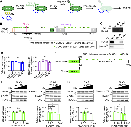 FUS interacts with TARDBP RNA and regulates translation through the MP20 3′UTR. (A) Schematic representation of UV cross-linking (UV Xlink) and IP followed by RT-PCR. UV Xlink was performed, and IP using an anti-FUS antibody isolated the FUS–RNA complex from HEK293T cells. Subsequent RT-PCR analysis showed whether endogenous FUS associates with TARDBP RNA. (B) Schematic diagram of FUS-binding consensus sequences on TARDBP exon 6. Green circles represent GGUG (Iko et al., 2004; Lerga et al., 2001), and dark green circles represent GUGGU (Lagier-Tourenne et al., 2012). Detection of TARDBP RNA after UV Xlink and IP was achieved using primers targeting exon 6 (410–566, black bold line). Orange and blue lines show alternative donor and acceptor sites, respectively, while magenta lines indicate the FL-stop. (C) UV Xlink followed by IP, and RT-PCR images showing IP validation. An anti-IgG antibody was used as a negative control for IP. (D) Quantification of FL-endo or SVs-endo protein levels from the WB analysis in Fig. 9 F. Data are normalized to β-actin. Statistical analyses were performed using one-way ANOVA followed by Tukey’s test (n = 3 for each group). (E) Schematic diagram of the MP20 3′UTR construct. TARDBP exon 6 (1,205–1,940) was inserted downstream of Venus, while Venus alone was used as control construct. (F and G) WB analysis showing the dose-dependent effect of FLAG-WT FUS (F) or FLAG-P525L FUS mutant (G) on each Venus reporter construct. Quantification of Venus in F and G is normalized to β-actin. Statistical analyses were performed using one-way ANOVA followed by Dunnett’s test. All graphs show the mean ± SEM. *P < 0.05. Source data are available for this figure: SourceData FS5. Refer to the image caption for details.