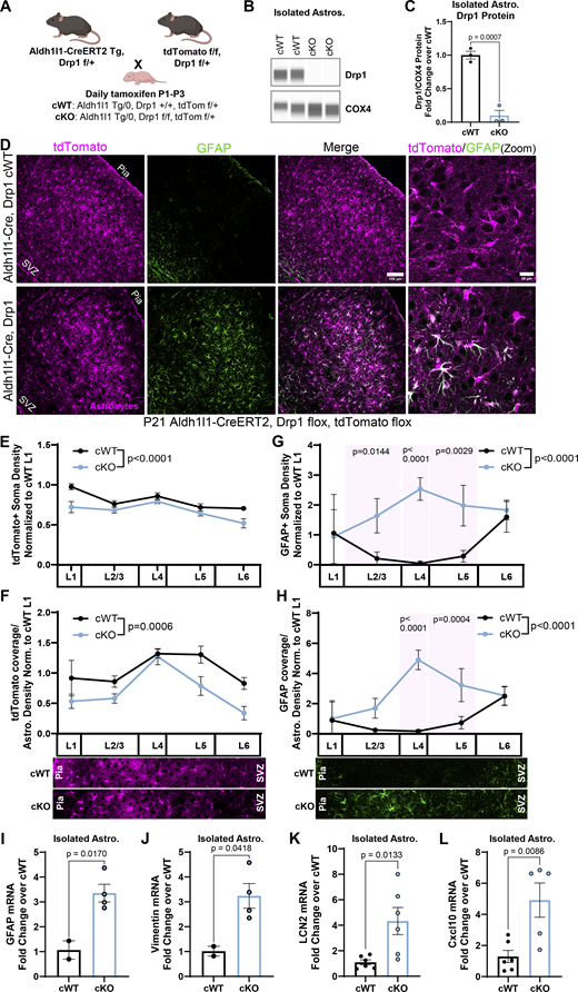 Astrocyte-specific Drp1 cKO induces cortical astrocyte reactivity. (A) Overview of astrocyte-specific conditional Drp1 knockout mouse breeding strategy and timeline of tamoxifen administration. (B) Representative immunoblot for Drp1 from immunopurified astrocytes. COX4, a mitochondrial protein, serves as a loading control. Immunoblot ran in the same experiment as Fig. 7 I, therefore COX4 loading control image is the same as Fig. 7 I. (C) Quantification of Drp1 protein in isolated cKO and cWT astrocytes. N = 3 mice/condition. Data are mean ± SEM. Unpaired, two-tailed t test. (D) Representative images of Drp1 cWT and cKO V1 cortices at P21 with tdTomato+ astrocytes (magenta, first column), stained for GFAP (green, second column), and merged (third column). Scale bar, 100 µm. Zoom merge (last column). Scale bar, 20 µm. (E–H) Quantification of cortical tdTomato+ soma count of astrocyte density, (F) tdTomato+ astrocyte coverage normalized to astrocyte density, (G) GFAP soma count, and (H) GFAP coverage normalized to astrocyte density per layer in Drp1 cKO compared with cWT. N = 4 male and female mice/condition, 2–3 cortical images/mouse. Data are mean ± SEM. Two-way ANOVA with Sidak’s multiple comparisons test. (I–L) Quantification of (I) GFAP, (J) vimentin, (K) LCN2, and (L) Cxcl10 mRNA from isolated Drp1 cKO and cWT astrocytes. N = 2–6 male and female mice/condition. Data are mean ± SEM. Unpaired two-tailed t test. Source data are available for this figure: SourceData F6. Refer to the image caption for details.