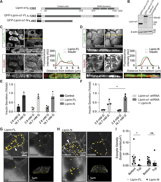 The C terminus of liprin-α1 positions liprin-α1 and localizes insulin granule fusion to the ECM interface. (A) Schematic of the domain organization of liprin-α1 and the residues encoding the GFP-tagged liprin-α1 constructs. Liprin-α1 consists of an N-terminal coiled-coil domain and a C-terminal region comprised of three sterile alpha motif (SAM) domains. (B) Mouse β cells were infected with adenovirus encoding each liprin-α1 construct. Western blot showing level of liprin-α1–FL and liprin-α1–N overexpression levels (∼17X) compared with endogenous liprin-α1. (C and D) Immunofluorescence staining of liprin-α1 constructs (green) in isolated mouse β cells (insulin; blue) grown on coverslips coated with laminin-511, at the laminin-cell interface (bottom) compared with the middle. A line scan plotting fluorescence intensity across an orthogonal section (XZ) shows local enrichment of liprin-FL, but not liprin-N, at the laminin-cell interface. (E and F) Glucose-stimulated insulin secretion, normalized to total cellular insulin content, was comparable in β cells overexpressing GFP (control), liprin-FL, and liprin-N. (F) Expression of the N-terminal construct after liprin-α1 knockdown rescued secretion (for each condition, n = 3 animals; two-way ANOVA followed by Tukey’s multiple comparison, *: P < 0.05). (G–I) Isolated β cells overexpressing liprin-FL and liprin-N, cultured on laminin-511, were imaged using live-cell two-photon microscopy. Granule fusion was biased toward the coverslip in β cells expressing liprin-FL but not liprin-N. All scale bars: 10 μm, unless specified. All data are shown as mean ± SEM. Source data are available for this figure: SourceData F3. Refer to the image caption for details.