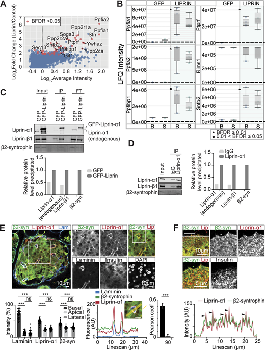 Liprin-α1 assembles in a presynaptic-like complex in MIN6 β cells and interacts with insulin granules via β2-syntrophin. (A) MIN6 cells expressing GFP (control) or GFP–liprin-α1 were incubated in basal (2.8 mM glucose) and stimulated (16.7 mM glucose) conditions. Cells were lysed for IP with anti-GFP nanobody-conjugated beads. Immunoprecipitates were subjected to bottom-up proteomics with DIA and protein identification and quantification using DIA-NN. Immunoprecipitates from basal and stimulated groups were pooled, and significant interactors were identified with SAINTexpress (n = 6 GFP control, n = 6 GFP–liprin-α1) and plotted with log10 average intensity on the x axis and log2 fold change of GFP–liprin-α1 over GFP control on the y axis. Each point represents an individual protein; red points represent statistical significance Bayesian false discovery rate (BFDR). (B) Box-and-whisker plots showing median LFQ intensities and 1.5 times the interquartile range for specific proteins of interest. B, basal; S, stimulated. (C) Anti-GFP immunoprecipitates were also analyzed by immunoblotting, showing pull-down of liprin-β1 and β2-syntrophin with GFP–liprin-α1. Band intensities are plotted as a bar graph, normalized to GFP control. (D) Co-IP of native liprin-α1 with liprin-β1 and β2-syntrophin in MIN6 β cells. Cells were lysed for IP with protein A/G magnetic beads, and the immunoprecipitates were analyzed by immunoblotting using anti-liprin-α1, anti–liprin-β1, and anti–β2-syntrophin antibodies. Band intensities are plotted as a bar graph, normalized to IgG. (E) Representative immunofluorescence of an islet within a pancreatic slice. Liprin-α1 (red) and β2-syntrophin (green) are both enriched at the β cell–ECM interface (laminin; blue), also seen in a histogram showing relative fluorescence intensity at the β cell basal (capillary), apical, and lateral regions (49 cells, 9 islets across 3 animals), and a line scan across a region of interest. Quantification of colocalization between liprin-α1 and β2-syntrophin using Pearson’s correlation coefficient between the two channels. 90° indicates a 90° rotation of one of the two analyzed channels before analysis. (F) Immunofluorescence staining of liprin-α1 and β2-syntrophin in isolated dispersed β cells. β2-syntrophin is present and colocalized in liprin-α1 clusters across the β cell/laminin interface. Source data are available for this figure: SourceData F6.
