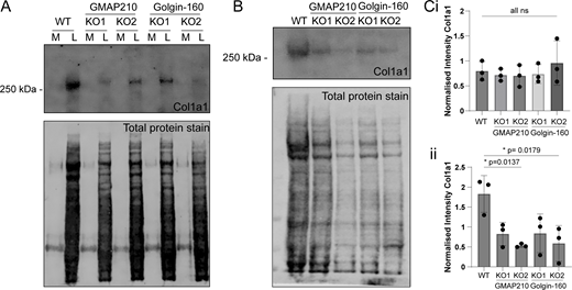 Collagen deposition in the matrix is impaired in golgin mutant cells. (A) Immunoblot for Col1a1 and total protein stain after SDS-PAGE of medium (M) and lysate (L) samples taken from WT and golgin KO cultures. (B) Immunoblot for Col1a1 and total protein stain after SDS-PAGE of the cell-derived matrix extracted from WT and golgin mutant cultures. (C i and ii) Quantification of Col1a1 intensity normalized against total cellular protein for i lysate samples as represented in A and ii matrix samples as represented in B. Dots show individual experiment result (n = 3), and bars show the mean and standard deviation. Data were subjected to a Shapiro–Wilk test for normality and then a nested one-way ANOVA with Dunnett’s test for multiple comparisons to generate P values. Source data are available for this figure: SourceData F2.