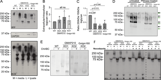 BGNis undermodified in golgin KO cells. (A) Western blots of medium (M) and lysate (L) samples taken from WT, GMAP210 KO, and Golgin-160 KO cells stably expressing BGN-SBP-mSc, probed with anti-RFP, GAPDH, and anti-BGN antibodies. Medium samples were collected over 16 h. (B) Quantification of the ratio between extracellular (M) and intracellular (L) BGN in WT and KO cultures, as determined by densitometry of the blots shown in A. (C) Quantification of the ratio between 250- and 150-kDa BGN bands present in the blots represented in A. (B and C) Dots represent measurements from independent experiments, and bars show the mean and SD. Data were subjected to a Shapiro–Wilk test for normality (passed) and then a nested one-way ANOVA with Dunnett’s test for multiple comparisons to generate P values. (D and E) Western blots of medium and lysate samples from WT and KO lines stably expressing BGN-SBP-mSc. Medium samples were collected over 16 h and then treated with PNGase F (D) or chondroitinase ABC (E) prior to SDS-PAGE. Blots were probed with antibodies targeting the mScarlet-i tag (RFP antibody). (D) Arrows depict undigested (black) and PNGase F–digested (green) protein species. (F) Western blots of medium and lysate samples from WT and KO lines stably expressing BGN-SBP-mSc. Media were collected 5 h after the addition of DMSO (control) or nocodazole to cultures. Immunoblot for mScarlet-i tag (RFP antibody). Source data are available for this figure: SourceData F8.