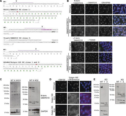 Generation of CRISPR/Cas9 mutant lines. (A) CRISPR design and resulting mutations in chosen KO clones. Top lines show gene sequence in WT and mutant (KO) clones with encoded amino acid sequence underneath. Purple lines indicate gRNA target sequence, scissors point to predicted Cas9 cut site, red letters in KO sequences indicate mutagenic base pair insertions, and purple letters in WT sequence indicate base pairs deleted in the mutant lines. Green amino acids are mutagenic changes arising after frameshift in KO lines, and * denotes a premature stop codon. (B) Maximum projection widefield images of WT and GMAP210 KO lines immunolabeled as indicated. GMAP210 antibodies were raised against amino acids 14–148 (N-term GMAP210), 159–365 (GMAP210), and 1760–1855 (C-term GMAP210). (C) Western blots of WT and GMAP210 KO cells probed with an antibody targeting amino acids 14–148 or GMAP210 (central well is an unsuccessful clone—X). (D) Maximum projection widefield images of WT and Golgin-160 KO clones labeled with GM130 (green, cis-Golgi) and Golgin-160 (magenta). (D) Western blot analysis of WT and Golgin-160 KO cell lysates probed with Golgin-160 antibodies and tubulin and GAPDH as loading controls. (D and E) Golgin-160 N-terminal and C-terminal antibodies raised against amino acids 1–350 and 1436–1498, respectively. Source data are available for this figure: SourceData FS1.
