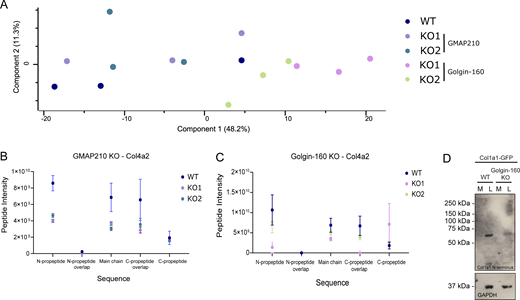Matrisome analysis in mutant cells. (A) Principal component analysis of the mass spectrometry experiment shown in Fig. 3. (B and C) The Col4a2 sequence was split into its structural features, and abundance of relevant peptides was averaged within each feature and plotted for each mutant. Total Col4a2 abundance was normalized across conditions to investigate peptide-level variation. N = 3. (D) Western blots of medium (M) and lysate (L) fractions from WT and Golgin-160 KO cell cultures stably expressing pro-SBP-GFP-COL1A1. Blots probed with the LF39 antibody targeting the N-terminal propeptide domain of procollagen type I and GAPDH as a housekeeping protein. Source data are available for this figure: SourceData FS2.