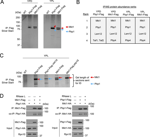 Mkt1 and Pbp1 form a complex under fermentative and respiratory conditions. (A) Silver stain of immunoprecipitated Flag-tagged Mkt1 and Pbp1 protein samples used in IP/MS experiment to identify protein interactors. Cells were collected from YPD cultures in log phase and 3 h following switch to YPL medium. (B) Top four most abundant proteins in each IP/MS sample from A. (C) IP/MS experiment to identify protein bands present on silver stain gel of Mkt1-Flag and Pbp1-Flag IP samples. Length of gel sections cut and sent for protein identification is depicted. Cells were collected from YPL cultures grown to log phase. (D) co-IP experiment showing Mkt1–Pbp1 interaction is not dependent on RNA. IP samples were incubated with RNase If for 15 min at 37°C. Cells were collected from YPL cultures grown to log phase. Source data are available for this figure: SourceData F1. Refer to the image caption for details.