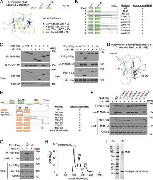 Evidence for an MBR within Pbp1. (A) AlphaFold protein structure prediction of S. cerevisiae Pbp1 (AF-P53297-F1-v4) and protein domain schematic. (B) Schematic representation of Pbp1 truncation mutants assayed for their ability to interact with Mkt1 in C. The dotted lines represent the deleted regions. (C) co-IP experiments testing interactions between Pbp1 truncation variants shown in B and Mkt1. Cells expressing each mutant version of Pbp1 with Flag from the endogenous locus and Mkt1-HA were collected at log phase during growth in YPL medium. Note: Pbp1Δ299-570, Pbp1Δ491-570, and Pbp1Δ491-513 did not interact with Mkt1. (D) AlphaFold structure depicting S. cerevisiae Pbp1’s putative MBR (aa 491–549). (E) Schematic representation of Pbp1 truncation mutants assayed for their ability to interact with Mkt1 in F and G. Truncations were made within aa 491–549, which encompasses the proposed MBR. Two helical structures are predicted to reside within the MBR and are represented as orange rectangles. The Pbp1-4A strain has aa 500–503 replaced with four alanine residues. The dotted lines represent the deleted regions. (F) co-IP testing interactions between Pbp1 truncation variants depicted in E and Mkt1. Cells expressing each mutant version of Pbp1 with Flag from the endogenous locus and Mkt1-HA were collected at log phase during growth in YPL medium. Pbp1Δ500-514 and Pbp1Δ500-503 did not interact with Mkt1. (G) co-IP testing interaction between Pbp1-4A variant depicted in E and Mkt1. Cells were collected at log phase during growth in YPL medium. Pbp1-4A did not interact with Mkt1. (H) Full-length Mkt1 and His-Pbp1 (aa 482–550) were co-expressed in Rosetta cells and purified by immobilized metal ion affinity chromatography. Eluted complex was further purified by gel filtration using a HiPrep 26/60 Sephacryl S-200 High Resolution column. Depicted is the gel filtration purification trace. (I) Coomassie-stained SDS-PAGE analysis of the peak 2 fraction from H representing the complex of Mkt1 and His-Pbp1 (aa 482–550). Source data are available for this figure: SourceData F2. Refer to the image caption for details.