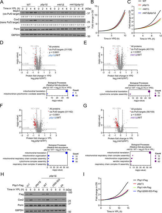 Mkt1 and Pbp1 are both required for proper translation of nuclear-encoded mitochondrial proteins regulated by Puf3. (A) Western blot showing levels of the direct Puf3 target Mrp51, the indirect Puf3 target Cox2, and the non-Puf3 target Por1 in indicated strains grown to log phase in YPD and after switch to YPL medium for the indicated times. Numerical values represent relative densities of Mrp51 and Cox2 bands compared with corresponding G6PDH bands. pbp1∆, mkt1∆, and mkt1∆pbp1∆ cells exhibited reduced levels of Mrp51 and Cox2 but not Por1. (B) Growth curves of indicated strains cultured in YPD medium. Cells were monitored using an automated plate reader during incubation at 30°C, and measurements were collected every 30 min. WT, pbp1∆, mkt1∆, and mkt1∆pbp1∆ cells grew at similar rates. Representative traces from a single experiment are depicted (n = 6 per group). (C) Growth curves of indicated strains grown in YPL medium using the method described in B. pbp1∆, mkt1∆, and mkt1∆pbp1∆ cells grew more slowly than WT. Representative traces from a single experiment are depicted (n = 6 per group). (D) Relative abundances of proteins detected by TMT-MS in pbp1∆ cells compared with WT during log phase growth in YPD medium (n = 3 per group). Statistical significance (P < 0.05) was calculated using unpaired, two-sided t test. The set of nuclear-encoded mitochondrial proteins encoded by mRNAs previously shown to be directly regulated by Puf3 (cis Puf3 targets) was significantly reduced based on Fisher’s exact test (Lapointe et al., 2018). Accompanying plot depicts representative mitochondrial protein GO terms enriched among proteins found to be significantly decreased (fold-change < log2(0.75)). (E) Relative abundances of proteins detected by TMT-MS in mkt1∆ cells compared with WT during growth in YPD medium (n = 3 per group). Statistics were calculated using tests described in D. Accompanying plot depicts representative mitochondrial protein GO terms enriched among proteins found to be significantly decreased (fold-change < log2(0.75)). (F) Relative abundances of proteins detected by TMT-MS in pbp1∆ cells compared with WT 3 h following switch from YPD to YPL medium (n = 3 per group). Statistics were calculated using tests described in D. Accompanying plot depicts representative mitochondrial protein GO terms enriched among proteins found to be significantly decreased (fold-change < log2(0.75)). (G) Relative abundances of proteins detected by TMT-MS in mkt1∆ cells compared with WT 3 h following switch from YPD to YPL medium (n = 3 per group). Statistics were calculated using tests described in D. Accompanying plot depicts representative mitochondrial protein GO terms enriched among proteins found to be significantly decreased (fold-change < log2(0.75)). (H) Western blot depicting levels of Cox2, Pbp1-Flag, and Por1 in cells grown in YPD and after switch to YPL medium. Pbp1Δ500-503 and Pbp1-4A strains had reduced levels of Cox2 and Pbp1-Flag. (I) Growth curves of indicated strains cultured in YPL medium. Growth was monitored using the method described in B. Pbp1Δ500-503 and Pbp1-4A strains had slower growth compared with WT. Representative traces from a single experiment are depicted (n = 3 per group). Source data are available for this figure: SourceData F3.