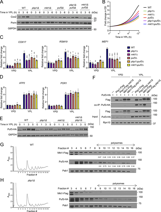 The Mkt1/Pbp1 complex genetically and physically interacts with Puf3. (A) Western blot assessing Cox2 and Por1 levels from cells grown in YPD to log phase and following switch to YPL medium. puf3∆, pbp1∆puf3∆, and mkt1∆puf3 cells appear to exhibit increased Cox2 protein levels compared with pbp1∆ and mkt1∆ cells. (B) Growth curves of indicated strains collected using an automated plate reader during incubation in YPL medium. Cells were incubated at 30°C, and measurements were obtained every 30 min. KO strains (pbp1∆, mkt1∆, puf3∆, pbp1∆puf3∆, and mkt1∆puf3) exhibited reduced growth compared with WT cells (n = 4 per group). (C) RT-qPCR analysis of Puf3-target mRNA levels from cells collected during log phase growth in YPD and then 3 h after switching to YPL medium. P values were calculated using unpaired, two-sided t test (mean ± SD, n = 5, except n = 4 for mkt1∆ group). *P < 0.05; **P < 0.01; ***P < 0.001. (D) RT-qPCR analysis of non–Puf3-target mRNA levels from cells in C collected during log phase growth in YPD and then 3 h after switching to YPL medium. P values were calculated using unpaired, two-sided t test (mean ± SD, n = 5, except n = 4 for mkt1∆ group). *P < 0.05. (E) Western blot assessing Puf3-HA protein levels from cells grown in YPD to log phase and then 1, 3, and 5 h after switching to YPL medium. Puf3 protein levels were decreased in KO cells, while Puf3 phosphorylation persisted. (F) co-IP assessing interactions between Flag-tagged Mkt1 and Pbp1 with Puf3-HA in cells cultured to log phase in YPD and 3 h following switch to YPL medium. Mkt1-Flag and Pbp1-Flag interacted with Puf3-HA preferentially in YPL medium. Note: Mkt1-Flag did not interact with Puf3-HA in pbp1∆ cells, while Pbp1-Flag and Puf3-HA continued to interact in mkt1∆ cells despite diminished Pbp1-Flag levels. (G) Polysome profile of WT cells collected 3 h following switch from YPD to YPL medium and associated western blot for Mkt1-Flag, Pab1, and Puf3-HA in collected fractions. Numerical values represent relative densities of Mkt1-Flag and Puf3-HA bands compared with corresponding Pab1 bands. Mkt1-Flag and Puf3-HA localized to polysome fractions. (H) Polysome profile of pbp1∆ cells collected 3 h following switch from YPD to YPL medium and associated western blot for Mkt1-Flag, Pab1, and Puf3-HA in collected fractions. Mkt1-Flag was less present in polysome fractions. Source data are available for this figure: SourceData F4. Refer to the image caption for details.
