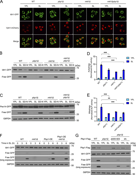 The Mkt1/Pbp1 complex is required for autophagy during respiratory growth. (A) Images of WT, pbp1∆, mkt1∆, and mkt1∆pbp1∆ cells before and 6 h after switching from YPL to SL medium. Localization of GFP to the vacuole (Vph1-mCherry) indicates mitophagy (Kanki and Klionsky, 2008). pbp1∆, mkt1∆, and mkt1∆pbp1∆ cells were unable to induce mitophagy following switch to SL medium. Scale bar = 1 μm. (B) GFP cleavage assay showing mitophagy in indicated strains following switch from YPL to either SL or SD-N (high glucose, nitrogen starvation) media for 6 h. The accumulation of free GFP indicates mitophagy. Mitophagy was defective in pbp1∆, mkt1∆, and mkt1∆pbp1∆ cells in SL medium. (C) GFP cleavage assay showing pexophagy in indicated strains following switch from YPL to either SL or SD-N media for 6 h. Pexophagy was defective in pbp1∆, mkt1∆, and mkt1∆pbp1∆ cells in SL medium. (D) Alkaline phosphatase assay assessing general autophagy in cells 7 h following switch from YPL to SL medium. pbp1∆, mkt1∆, and mkt1∆pbp1∆ cells had reduced alkaline phosphatase activity reflective of a general autophagy defect. P values were calculated using unpaired, two-sided t test (mean ± SD; n = 4). ***P < 0.001. (E) Alkaline phosphatase assay measuring mitophagy in cells 7 h following switch from YPL to SL medium. pbp1∆, mkt1∆, and mkt1∆pbp1∆ cells had reduced alkaline phosphatase activity indicative of a mitophagy defect. P values were calculated using unpaired, two-sided t test (mean ± SD; n = 4). **P < 0.01; ***P < 0.001. (F) Pbp1 overexpression rescues mitophagy in mkt1∆ cells following switch from YPL to SL medium for 6 h. Pbp1 was overexpressed by swapping the PBP1 promoter for the TEF1 promoter. Mitophagy was assayed using the Idh1-GFP cleavage assay. (G) GFP cleavage assay showing Pbp1Δ500-503 and Pbp1-4A strains had reduced Pbp1 protein levels and disrupted mitophagy following growth in SL medium for 6 h. Note: residual free GFP in Pbp1Δ500-503 and Pbp1-4A cells was detected, which may reflect continued TORC1 repression. Source data are available for this figure: SourceData F5.