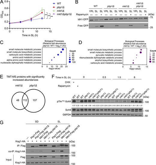 The Mkt1/Pbp1 complex negatively regulates TORC1 signaling during respiratory growth. (A) Growth curves of indicated strains grown in batch SL cultures plotted from OD600 measurements. pbp1∆, mkt1∆, and mkt1∆pbp1∆ cells exhibited increased growth. P values were calculated with unpaired, two-sided t test (mean ± SD, n = 3). **P < 0.01. (B) GFP cleavage assay depicting rescue of autophagy following treatment with 200 nM rapamycin in pbp1∆, mkt1∆, and mkt1∆pbp1∆ cells grown in SL medium for 6 h. (C) GO term analyses of TMT-MS experiment with pbp1∆ cells grown for 3 h in SL medium. Protein categories overrepresented among proteins with significantly increased abundances (fold-change > log2(1.25)) are depicted. (D) GO term analyses of TMT-MS experiment with mkt1∆ cells grown for 3 h in SL medium. Protein categories overrepresented among proteins with significantly increased abundances (fold-change > log2(1.25)) are depicted. (E) Venn diagram depicting number of proteins with significantly increased abundances identified in both mkt1∆ and pbp1∆ cells in the TMT-MS experiment. (F) Western blot depicting the phosphorylation of the TORC1 substrate Sch9 at Thr737 before and following switch from YPL to SL medium. Sch9 phosphorylation was monitored using an antibody specific for phospho-Thr737. All KO cells exhibited robust phospho-Thr737 signal at the 6 h time point. Cells with cycloheximide (25 μg/ml) and rapamycin (200 nM) served as positive and negative controls, respectively. (G) co-IP assessing interactions between Flag-tagged Mkt1 and Pbp1 with Kog1-HA 4 h following growth in either SD or SL media. Mkt1-Flag and Pbp1-Flag interacted preferentially in SL medium with Kog1-HA. Mkt1-Flag did not interact with Kog1-HA in pbp1∆ cells, while Pbp1-Flag interacted with Kog1-HA in mkt1∆ cells. Source data are available for this figure: SourceData F6. Refer to the image caption for details.