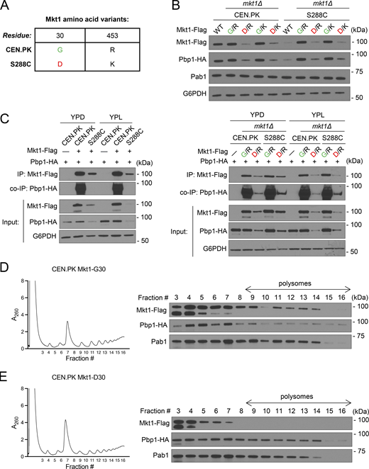 The Mkt1-G30D point mutation disrupts Mkt1/Pbp1 complex abundance and formation. (A) Table depicting Mkt1 aa polymorphisms in CEN.PK and S288C strains used in this study. (B) Western blot assessing Mkt1-Flag, Pab1, and Pbp1-HA protein levels in CEN.PK and S288C cells collected 3 h following switch from YPD to YPL medium. Note: Mkt1-Flag and Pbp1-HA levels in CEN.PK and S288C strains expressing Mkt1-D30 from the endogenous locus were diminished compared with strains expressing Mkt1-G30. (C) co-IP experiments testing interactions between Mkt1-Flag and Pbp1-HA in CEN.PK and S288C cells collected during log phase in YPD and 3 h after switching to YPL medium. Mkt1-Flag interacted poorly with Pbp1-HA in CEN.PK and S288C strains expressing Mkt1-D30 alleles. (D) Polysome profile of CEN.PK Mkt1-G30 cells collected 3 h following switch from YPD to YPL medium and associated western blot for Mkt1-Flag and Pbp1-HA in the collected fractions. Mkt1-G30-Flag and Pbp1-HA were detected in polysome fractions. (E) Polysome profile of CEN.PK Mkt1-D30 cells collected 3 h following switch from YPD to YPL medium and associated western blot for Mkt1-Flag and Pbp1-HA in the collected fractions. Mkt1-D30-Flag was less present in polysome fractions. Source data are available for this figure: SourceData F7. Refer to the image caption for details.