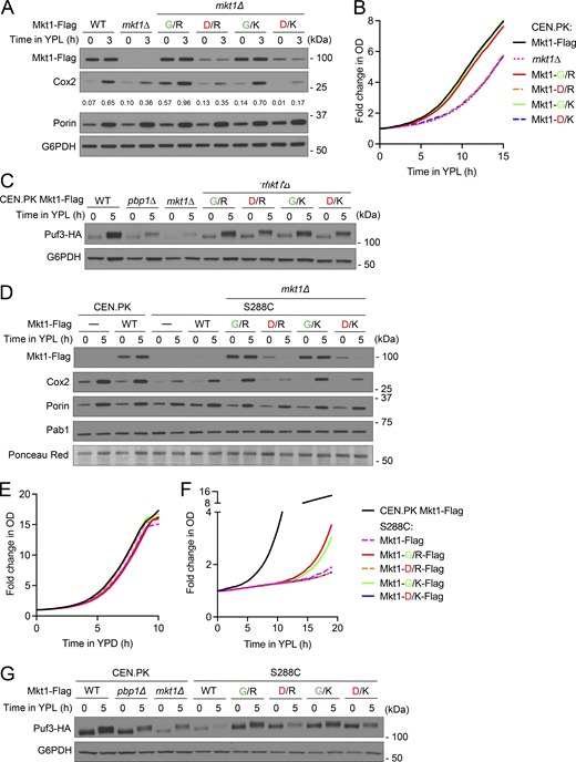 The Mkt1-G30D point mutation decreases Puf3-dependent protein expression. (A) Western blot reflecting Cox2, Mkt1-Flag, and Por1 protein levels in CEN.PK cells during growth in YPD and 3 h after switch to YPL medium. Numerical values represent relative densities of Cox2 bands compared with corresponding G6PDH bands. Note: Endogenous substitution of Mkt1-D30 alleles diminished Mkt1-Flag and Cox2 levels. (B) Growth curves of indicated strains monitored in an automated plate reader during incubation at 30°C in YPL medium. OD600 measurements were taken every 30 min. CEN.PK Mkt1-D30 cells exhibited reduced growth compared with WT and Mkt1-G30 cells. Traces are from one representative experiment (n = 3 per group). (C) Western blot depicting Puf3-HA levels in CEN.PK cells grown in YPD to log phase and 5 h following switch to YPL medium. CEN.PK Mkt1-D30 cells had reduced Puf3-HA protein accumulation in YPL medium compared with WT and Mkt1-G30 cells. (D) Western blot depicting Cox2, Mkt1-Flag, Pab1, and Por1 protein levels from CEN.PK and S288C cells grown to log-phase in YPD and 5 h following switch to YPL medium. Endogenous substitution of Mkt1-G30 alleles rescued Cox2 and Mkt1-Flag protein levels in the S288C strain background. (E) Growth curves of CEN.PK and S288C cells during incubation in YPD medium obtained using the method described in B. All strains grew at similar rates (n = 3 per group). (F) Growth curves of CEN.PK and S288C cells during incubation in YPL medium obtained using the same method described in B. Endogenous substitution of Mkt1-G30 alleles in S288C yeast enhanced growth in YPL medium (n = 3 per group). (G) Western blot depicting Puf3-HA levels in CEN.PK and S288C cells grown in YPD and 5 h following switch to YPL medium. Puf3-HA levels in cells collected from YPL medium were reduced in S288C WT and Mkt1-D30 cells and rescued in S288C Mkt1-G30 cells. Source data are available for this figure: SourceData F8. Refer to the image caption for details.