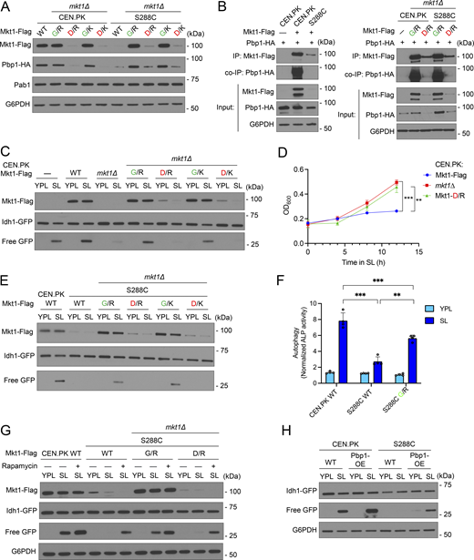 The Mkt1-G30D polymorphism underlies the capacity of yeast to undergo autophagy during respiratory growth. (A) Western blot showing CEN.PK and S288C cells expressing endogenously substituted Mkt1-D30 alleles had reduced Mkt1-Flag and Pbp1-HA protein levels 3 h following switch from YPL to SL medium. (B) co-IP experiments testing interactions between Mkt1-Flag and Pbp1-HA in CEN.PK and S288C cells 3 h following switch from YPL to SL medium. Mkt1-Flag interacted poorly with Pbp1-HA in CEN.PK and S288C cells expressing Mkt1-D30 alleles. (C) GFP cleavage assay depicting impaired mitophagy and reduced Mkt1 protein levels in CEN.PK Mkt1-D30 cells 6 h following switch from YPL to SL medium. (D) Growth curves of CEN.PK strains incubated in batch SL cultures plotted from OD600 measurements. CEN.PK Mkt1-D30 cells phenocopied hyperproliferative growth of mkt1∆ cells. P values were calculated using unpaired, two-sided t test (mean ± SD, n = 4). ***P < 0.001. (E) GFP cleavage assay reflecting endogenous substitution of Mkt1-G30 alleles rescued mitophagy and Mkt1-Flag protein levels in S288C yeast. Cells were collected before and 6 h following switch from YPL to SL medium. (F) Alkaline phosphatase assay to monitor general autophagy 6 h following growth in SL medium. S288C WT cells had decreased general autophagy, which was rescued by an endogenously substituted Mkt1-G30 allele. P values were calculated using unpaired, two-sided t test (mean ± SD, n = 4). **P < 0.01; ***P < 0.001. (G) GFP cleavage assay representing partially rescued mitophagy in S288C WT and Mkt1-D30 cells treated with rapamycin following 6 h in SL medium. (H) GFP cleavage assay showing Pbp1 overexpression partially rescued mitophagy defect in S288C WT cells grown in SL medium for 6 h. Source data are available for this figure: SourceData F9. Refer to the image caption for details.