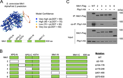 Interaction and bioinformatic analyses of S. cerevisiae Mkt1. (A) AlphaFold protein structure prediction of S. cerevisiae Mkt1 (AF-P40850-F1-v4) and schematic depicting Mkt1 protein domains. (B) Schematic representation of Mkt1 truncation mutants assayed for their ability to interact with Pbp1 in C. The dotted lines represent the deleted regions. (C) co-IP testing interactions between Flag-tagged Mkt1 truncation mutants and Pbp1-HA. Cells were collected from YPL cultures grown to log phase. All Mkt1 mutants tested had disrupted interactions with Pbp1-HA and reduced Pbp1-HA protein abundance. Source data are available for this figure: SourceData FS2.