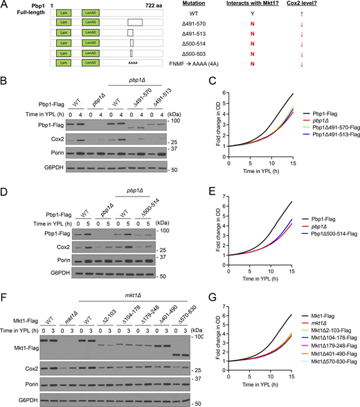Puf3-dependent protein expression is disrupted in Mkt1 and Pbp1 truncation strains. (A) Schematic representation of Flag-tagged Pbp1 truncation strains assayed for their capacity to express mitochondrial proteins and grow in YPL medium. (B) Western blot depicting Cox2, Pbp1-Flag, and Por1 protein levels during growth in YPD and following switch to YPL medium. Pbp1Δ491-570 and Pbp1Δ491-513 cells had diminished Cox2 and Pbp1-Flag protein levels compared with WT. (C) Growth curves of indicated strains collected using an automatic plate reader during incubation in YPL medium at 30°C. OD600 measurements were obtained every 30 min. Note: Pbp1Δ491-570 and Pbp1Δ491-513 cells had reduced growth. Representative traces from a single experiment are depicted (n = 3 per group). (D) Western blot depicting Cox2, Pbp1-Flag, and Por1 protein levels during growth in YPD and following switch to YPL medium. Pbp1Δ500-514 cells had decreased Cox2 and Pbp1-Flag protein levels compared with WT. (E) Growth curves of indicated strains during incubation in YPL medium obtained using the method described in C. Note: Pbp1Δ500-514 cells had reduced growth. Representative traces from a single experiment are depicted (n = 3 per group). (F) Western blot depicting Cox2, Mkt1-Flag, and Por1 protein levels during growth in YPD and following switch to YPL medium. Mkt1 truncation strains had reduced Cox2 protein abundance compared with WT. (G) Growth curves of indicated strains during incubation in YPL medium using method described in C. Note: Mkt1 truncation strains had reduced growth. Representative traces from a single experiment are depicted (n = 3 per group). Source data are available for this figure: SourceData FS3.