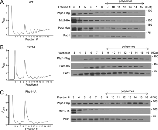 Assessment of Mkt1/Pbp1 complex and Puf3 localization to polysomes. (A) Polysome profile of WT cells collected 3 h following switch from YPD to YPL medium and associated western blot for Pbp1-Flag, Mkt1-HA, Puf3-myc, and Pab1 in collected fractions. Note: Mkt1-HA, Pbp1-Flag, and Puf3-myc were present in polysome fractions. (B) Polysome profile of mkt1∆ cells collected 3 h following switch from YPD to YPL medium and associated western blot for Pbp1-Flag, Puf3-HA, and Pab1 in collected fractions. Note: Pbp1-Flag and Puf3-HA were present in polysome fractions. (C) Polysome profile of Pbp1-4A cells collected 3 h following switch from YPD to YPL medium and associated western blot for Pbp1-Flag, Mkt1-HA, and Pab1 in collected fractions. Note: Mkt1-HA was less present in polysome fractions. Source data are available for this figure: SourceData FS4. Refer to the image caption for details.