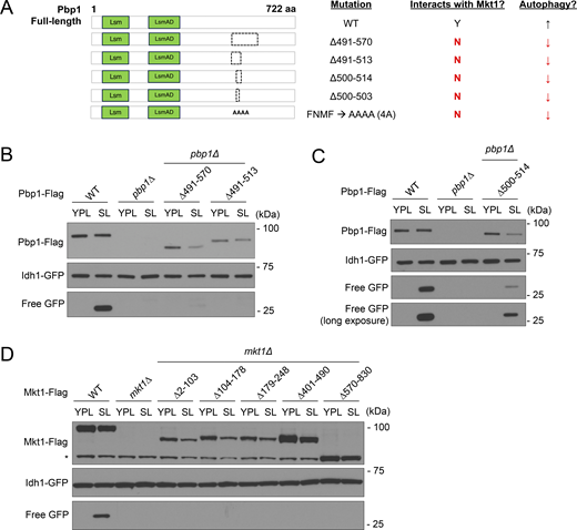 Autophagy in Mkt1 and Pbp1 truncation strains during growth in minimal respiratory medium. (A) Schematic representation of Flag-tagged Pbp1 truncation strains tested for their capacity to undergo autophagy during growth in SL medium. (B) GFP cleavage assay showing Pbp1Δ491-570 and Pbp1Δ491-513 cells had disrupted mitophagy following incubation in SL medium for 6 h. (C) GFP cleavage assay showing Pbp1Δ500-514 cells had disrupted mitophagy following incubation in SL medium for 6 h. Note: residual free GFP in Pbp1Δ500-514 cells was detected, which may reflect continued TORC1 repression. (D) GFP cleavage assay showing Mkt1 truncation mutants had disrupted mitophagy following incubation in SL medium for 6 h. * indicates a nonspecific band. Source data are available for this figure: SourceData FS5. Refer to the image caption for details.