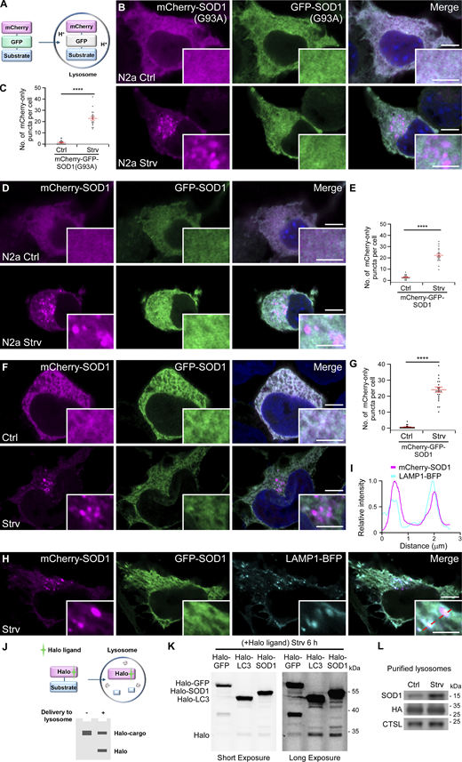 Starvation induces transport of SOD1 into lysosomes. (A) The schematic illustrates the detection of lysosomal targeting of substrate proteins using tandem mCherry and GFP reporter assays. Under neutral pH conditions, both mCherry and GFP signals are visible, while in the acidic environment of lysosomes, the GFP signal is quenched, leaving only the mCherry signal detectable. (B and C) Confocal images of N2a cells expressing mCherry-GFP-SOD1(G93A) under control (Ctrl) or starvation (Strv) conditions (B). Quantification of mCherry-only puncta is presented as mean ± SEM (Ctrl, n = 20; Strv, n = 21) (C). ****, P < 0.0001. Bars: 5 μm; insets, 2 μm. (D and E) Confocal images of N2a cells expressing mCherry-GFP-SOD1 under control (Ctrl) or starvation (Strv) conditions (D). Quantification of mCherry-only puncta is presented as mean ± SEM (Ctrl, n = 20; Strv, n = 20) (E). ****, P < 0.0001. Bars: 5 μm; insets, 2 μm. (F and G) Confocal images of 293T cells expressing mCherry-GFP-SOD1 under control (Ctrl) or starvation (Strv) conditions (F). Quantification of mCherry-only puncta is presented as mean ± SEM (Ctrl, n = 22; Strv, n = 23) (G). ****, P < 0.0001. Bars: 5 μm; insets, 2 μm. (H and I) Confocal images of 293T cells expressing mCherry-GFP-SOD1 and LAMP1-BFP under starvation (Strv) conditions (H). (I) shows the relative fluorescence intensity plots along the dotted line in the inset in H. Bars: 5 μm; insets, 2 μm. (J) Schematic illustration of the Halo-tag assay to detect delivery of a substrate protein into lysosomes. Upon binding to the Halo ligand TMR, Halo cleaved from the substrate protein in lysosomes becomes resistant to lysosomal hydrolase digestion. The free Halo protein can be detected by in-gel fluorescence imaging. If the Halo-tagged candidate protein remains outside of the lysosomes, only the full-length band will be detected. (K) Halo-tag assays show strong free Halo bands in cells expressing Halo-LC3 or Halo-SOD1, compared with Halo-GFP, after starvation for 6 h. (L) Endogenous SOD1 is detected in purified lysosome fractions. Levels of SOD1 in lysosomes are increased after starvation (Strv), compared with control conditions (Ctrl). CTSL, cathepsin L. Source data are available for this figure: SourceData F1 Refer to the image caption for details.