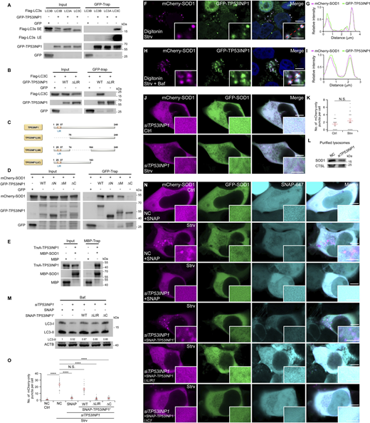 TP53INP1 acts as the receptor for autophagic sequestration of SOD1. (A) In a GFP-Trap assay, Flag-LC3C, and to a lesser extent Flag-LC3A and Flag-LC3B, are immunoprecipitated by GFP-TP53INP1. (B) In a GFP-Trap assay, Flag-LC3C is immunoprecipitated by GFP-TP53INP1, but not GFP-TP53INP1(D19A/W31A/V34A, ΔLIR). (C) The schematic shows the generation of TP53INP1 truncations. (D) In a GFP-Trap assay, mCherry-SOD1 is immunoprecipitated by WT GFP-TP53INP1, GFP-TP53INP1(ΔN), and GFP-TP53INP1(ΔM), but not GFP-TP53INP1(ΔC). (E) In an in vitro pull-down assay, TrxA-TP53INP1 is immunoprecipitated by MBP-SOD1. (F and G) Confocal images of 293T cells coexpressing mCherry-SOD1 and GFP-TP53INP1 under starvation (Strv) conditions (F). Cells were treated with digitonin before fixation to remove cytosolic signals. (G) shows relative fluorescence intensity plots along the dotted line in the inset image in F. Bars: 5 μm; insets, 2 μm. (H and I) Confocal images of 293T cells coexpressing mCherry-SOD1 and GFP-TP53INP1 under starvation plus Baf (Strv + Baf) conditions (H). Cells were treated with digitonin before fixation to remove cytosolic signals. (I) shows relative fluorescence intensity plots along the dotted line in the inset in H. Bars: 5 μm; insets, 2 μm. (J and K) Confocal images of siTP53INP1 293T cells expressing mCherry-GFP-SOD1 under control (Ctrl) or starvation (Strv) conditions (J). Quantification of mCherry-only puncta is presented as mean ± SEM (Ctrl, n = 20; Strv, n = 20) (K). Bars: 5 μm; insets, 2 μm. (L) Immunoblotting shows reduced levels of endogenous SOD1 in the lysosomal fraction in siTP53INP1 cells compared with NC cells. (M) Immunoblotting shows that the endogenous LC3-II level is reduced by siTP53INP1, and the reduction is rescued by the overexpression of WT RNAi-resistant SNAP-TP53INP1r and SNAP-TP53INP1(ΔC)r, but not SNAP-TP53INP1(ΔLIR)r. Quantifications of LC3-II levels (normalized by ACTB levels) are shown. (N and O) Confocal images show that siTP53INP1 reduces the increased number of mCherry-only puncta induced by starvation (Strv). This reduction is rescued by the overexpression of WT RNAi-resistant SNAP-TP53INP1r, but not SNAP-TP53INP1(ΔLIR)r or SNAP-TP53INP1(ΔC)r (N). Quantification of mCherry-only puncta is presented as mean ± SEM (NC + SNAP Ctrl, n = 20; NC + SNAP Strv, n = 20; siTP53INP1 + SNAP-TP53INP1r Strv, n = 20; siTP53INP1 + SNAP-TP53INP1(ΔLIR)r Strv, n = 20; siTP53INP1 + SNAP-TP53INP1(ΔC)r Strv, n = 20) (O). ****, P < 0.0001. Bars: 5 μm; insets, 2 μm. CTSL, cathepsin L. Source data are available for this figure: SourceData F3 Refer to the image caption for details.