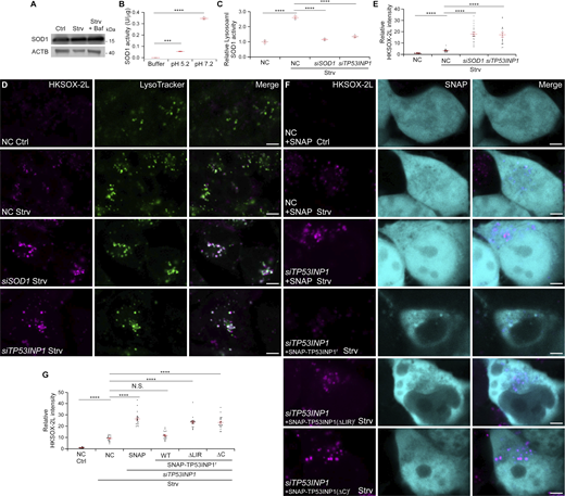 Lysosomal SOD1 is active and crucial for lysosomal ROS clearance. (A) Immunoblotting shows that compared with control (Ctrl) 293T cells, the levels of endogenous SOD1 remain unchanged under starvation (Strv) or starvation plus Baf treatment. (B) Recombinant SOD1, purified from E. coli, exhibits enzymatic activity at both pH 7.2 and pH 5.2. The SOD activity of SOD1 at pH 5.2 is ∼20% of its activity at pH 7.2. Quantification of SOD activity is presented as mean ± SEM (n = 3). ***, P < 0.001; ****, P < 0.0001. (C) SOD enzyme activity is detected in purified lysosomes. The activity is significantly increased upon starvation and suppressed by siSOD1 or siTP53INP1. Quantification of SOD activity is presented as mean ± SEM (n = 3). ****, P < 0.0001. (D and E) Compared with NC 293T cells under normal conditions (Ctrl), the lysosomal superoxide levels detected by the HKSOX-2L probe are increased after starvation (Strv) and further elevated by siSOD1 or siTP53INP1 (D). Quantification of HKSOX-2L intensity is presented as mean ± SEM (NC Ctrl, n = 20; NC Strv, n = 20; siSOD1 Strv, n = 21; siTP53INP1 Strv, n = 21) (E). ****, P < 0.0001. Bars: 5 μm. (F and G) Confocal images show that lysosomal superoxide levels detected by the HKSOX-2L probe are increased after starvation (Strv) and further elevated by siTP53INP1. The siTP53INP1-induced elevation is rescued by the overexpression of WT RNAi-resistant SNAP-TP53INP1r, but not SNAP-TP53INP1(ΔLIR)r or SNAP-TP53INP1(ΔC)r (F). Quantification of HKSOX-2L intensity is presented as mean ± SEM (NC + SNAP Ctrl, n = 20; NC + SNAP Strv, n = 20; siTP53INP1 + SNAP-TP53INP1r Strv, n = 20; siTP53INP1 + SNAP-TP53INP1(ΔLIR)r Strv, n = 20; siTP53INP1 + SNAP-TP53INP1(ΔC)r Strv, n = 20) (G). ****, P < 0.0001. Bars: 5 μm. Source data are available for this figure: SourceData F4. Refer to the image caption for details.