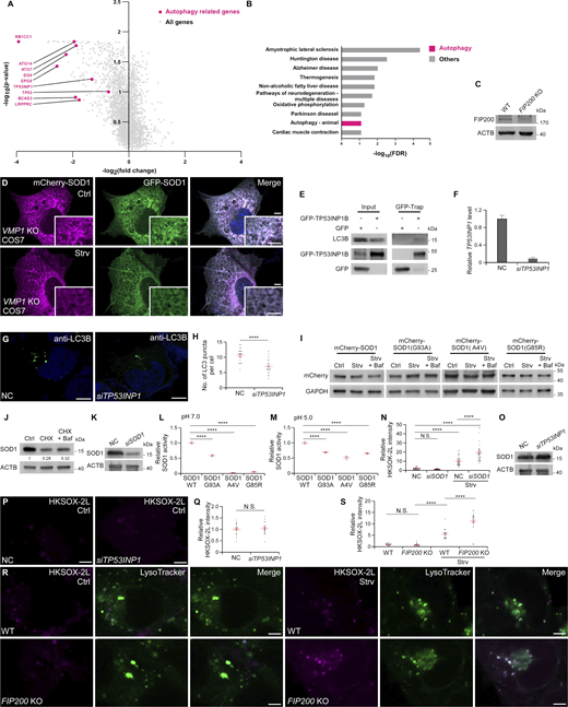 Autophagy is required for SOD1 delivery to lysosomes. (A) Volcano plot of mCherry/GFP fluorescence intensity ratios in 293T cells transduced with the h2 gRNA sublibrary of the human CRISPRi-v2 library. The cells were stably expressing mCherry-GFP-SOD1(G93A) and dCas9. gRNAs targeting genes encoding components of the autophagy pathway were the top hits in the screen (highlighted in magenta). All other targeting sgRNAs are indicated in gray. (B) KEGG pathway analysis identifies autophagy as a major factor responsible for SOD1(G93A) transport into lysosomes. High-confidence factors were defined as having opposite phenotypes in the enhanced and inhibited sort gates and gene levels P < 0.01. Pathways with Benjamini–Hochberg false discovery rate (FDR) < 0.1 are shown. (C) Immunoblotting with anti-FIP200 and anti-ACTB antibodies in WT and FIP200 KO 293T cells. (D) Confocal images of VMP1 KO COS7 cells expressing mCherry-GFP-SOD1 under control (Ctrl) or starvation (Strv) conditions. Bars: 5 μm; insets, 2 μm. (E) In a GFP-Trap assay, endogenous LC3B is immunoprecipitated by GFP-TP53INP1. (F) Relative TP53INP1 transcription levels in NC and siTP53INP1 cells. Quantitative data normalized by ACTB levels are presented as mean ± SEM (n = 3). (G and H) Confocal images show that compared with control 293T cells, the number of LC3B puncta is reduced in siTP53INP1 cells upon starvation (Strv) (G). Quantification of LC3B puncta is presented as mean ± SEM (NC, n = 20; siTP53INP1, n = 20) (H). ****, P < 0.0001. Bars: 5 μm. (I) Immunoblotting shows that compared with control 293T cells, the levels of mCherry-SOD1, mCherry-SOD1(G93A), mCherry-SOD1(A4V), and mCherry-SOD1(G85R) remain unchanged under starvation (Strv) or starvation plus Baf treatment. (J) Immunoblotting shows that the Flag-SOD1 level is reduced following starvation plus cycloheximide (CHX) treatment for 24 h, and this reduction is slightly reversed by the addition of Baf. Quantification of SOD1 levels under different conditions, normalized by ACTB levels, is shown. (K) Immunoblotting verifies the KD efficiency of siSOD1 in 293T cells. (L) Compared with WT SOD1, the enzyme activities at pH 7.2 of SOD1(G93A), SOD1(A4V), and SOD1(G93A) are significantly reduced. Quantification of SOD activity is presented as mean ± SEM (n = 3). ****, P < 0.0001. (M) Compared with WT SOD1, the enzyme activities at pH 5.2 of SOD1(G93A), SOD1(A4V), and SOD1(G93A) are significantly reduced. Quantification of SOD activity is presented as mean ± SEM (n = 3). ****, P < 0.0001. (N) Compared with NC 293T cells under normal conditions, the lysosomal superoxide levels detected by HKSOX-2L probe are increased after starvation (Strv) and further elevated by siSOD1. Quantification of HKSOX-2L intensity is presented as mean ± SEM (NC Ctrl, n = 20; NC Strv, n = 20; siSOD1 Ctrl, n = 21; siSOD1 Strv, n = 21). ****, P < 0.0001. (O) Immunoblotting shows that levels of SOD1 are not changed in siTP53INP1 293T cells. (P and Q) Confocal images show that there is no difference in the lysosomal superoxide levels between control 293T cells and siTP53INP1 cells in the absence of starvation (P). Quantification of HKSOX-2L intensity is presented as mean ± SEM (NC, n = 20; siTP53INP1, n = 20) (Q). Bars: 5 μm. (R and S) Confocal images show that there is no difference in the lysosomal superoxide levels detected by HKSOX-2L between WT 293T cells and FIP200 KO cells under control (Ctrl) conditions. After starvation (Strv), the lysosomal superoxide levels are increased in FIP200 KO cells compared with WT cells (R). Quantification of HKSOX-2L intensity is presented as mean ± SEM (WT Ctrl, n = 20; WT Strv, n = 20; FIP200 KO Ctrl, n = 20, FIP200 KO Strv, n = 20) (S). ****, P < 0.0001. Bars: 5 μm. Source data are available for this figure: SourceData FS2. Refer to the image caption for details.
