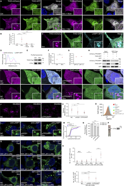 SOD1 is important for maintaining lysosomal homeostasis. (A and B) Confocal images of 293T cells expressing THIO-GFP-mCherry under control (Ctrl), starvation (Strv), starvation plus wortmannin (Wort), or starvation plus Baf conditions (A). Quantification of mCherry-only puncta is presented as mean ± SEM (Ctrl, n = 26; Strv, n = 25; Strv + Wort, n = 30; Strv + Baf, n = 31) (B). ****, P < 0.0001. Bars: 5 μm; insets, 2 μm. (C and D) Confocal images of 293T cells expressing THIO-GFP-mCherry and LAMP1-BFP under starvation (Strv) conditions (C). (D) shows relative fluorescence intensity plots along the red dotted line in the inset in C. Bars: 5 μm; inset, 2 μm. (E) THIO-Flag is detected in purified lysosomal fractions. Levels of THIO-Flag in lysosomes are increased after starvation (Strv) compared with control conditions (Ctrl). (F) Catalase enzyme activity is detected in purified lysosomes from cells under control (Ctrl) and starvation (Strv) conditions. Quantification of catalase activity is presented as mean ± SEM (n = 3). ***, P < 0.001. (G) Recombinant THIO, purified from E. coli, exhibits enzymatic activity at both pH 7.2 and pH 5.2. The catalase activity of THIO at pH 5.2 is similar to its activity at pH 7.2. Quantification of catalase activity is presented as mean ± SEM (n = 3). (H) In a GFP-Trap assay, mCherry-TP53INP1 is immunoprecipitated by THIO-GFP. (I) Confocal images of NC and siTP53INP1 293T cells expressing THIO-GFP-mCherry under control (Ctrl) or starvation (Strv) conditions. Bars: 5 μm; insets, 2 μm. (J and K) DQ-BSA assays show that the DQ-BSA intensity upon starvation is significantly decreased in siSOD1 or siTP53INP1 cells (J). Quantification of DQ-BSA intensity is presented as mean ± SEM (NC, n = 21; siSOD1, n = 19; siTP53INP1, n = 22) (K). Bars: 5 μm. Dotted circles indicate individual cells. **, P < 0.01; ****, P < 0.0001. Bar: 5 μm. (L–N) Confocal images of 293T cells treated with NC, siSOD1, or siTP53INP1 and stained with anti-LAMP1 under starvation (Strv) conditions (L). Cumulative frequency distributions of lysosomal diameters in NC, siSOD1 and siTP53INP1 cells (NC, n = 307 LAMP1-positive puncta from 20 cells; siSOD1, n = 295 LAMP1-positive puncta from 20 cells; siTP53INP1, n = 300 LAMP1-positive puncta from 19 cells) are shown in M. Percentages of lysosomes with the indicated diameters are shown in N. Compared with NC cells, ***, P < 0.001; ****, P < 0.0001. Bars: 5 μm; insets, 2 μm. (O) Flow cytometry analysis shows that cytosolic ROS levels detected by DCFH probe are increased in siTP53INP1 cells, and this increase is rescued by the overexpression of WT SNAP-TP53INP1r or SNAP-TP53INP1(ΔC)r. (P) Immunoblotting results show that the lysosomal protein CTSL is present in the vesicle fraction used for NAG assays in Fig. 5 D. CTSL, cathepsin L. (Q and R) Confocal images of fed (Ctrl) and starved (Strv) 293T cells transfected with IST1-GFP and treated with 400, 600, and 800 μM LLoMe for 30 min (Q). Quantification of IST1-GFP puncta is presented as mean ± SEM (400 μM Ctrl, n = 20; 400 μM Strv, n = 20; 600 μM Ctrl, n = 20; 600 μM Strv, n = 20; 800 μM Ctrl, n = 20; 800 μM Strv, n = 19) (R). ****, P < 0.0001. Bars: 5 μm. (S and T) Confocal images of starved (Strv) 293T cells transfected with IST1-GFP and treated with 400 μM LLoMe for 30 min. Compared with NC cells, IST1-GFP–positive puncta are present in siSOD1-treated cells after starvation (Strv) (S). Quantification of IST1-GFP puncta is presented as mean ± SEM (NC, n = 19; siSOD1, n = 20; siTP53INP1, n = 20) (T). ***, P < 0.001; ****, P < 0.0001. Bars: 5 μm. LLoMe, L-leucyl–L-leucine methyl ester. Source data are available for this figure: SourceData FS3. Refer to the image caption for details.