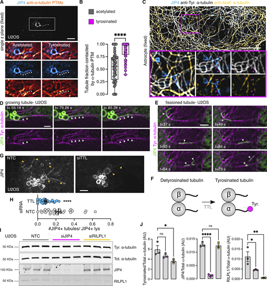 LYTL tubules elongate through tyrosinated microtubules. (A) U2OS cells were transfected with 3xflag-LRRK2 and GFP-JIP4. Cells were treated with LLOME (2 h) and fixed. After fixation, cells were stained for GFP, tyrosinated α-tubulin, and acetylated α-tubulin. (B) Box plot showing the LYTL tubule contact fraction with the different α-tubulin PTMs. Unpaired t test with Welch’s correction was applied (P < 0.0001, n = 49 tubules). Arrowheads show lysosomal tubules. Scale bar = 2 µm. (C) Mouse primary astrocytes were transfected with 3xflag-LRRK2 and GFP-JIP4. Cells were treated with LLOME (6 h) and fixed. After fixation, cells were stained for GFP, tyrosinated α-tubulin, and acetylated α-tubulin. (D and E) Time-lapse experiment of U2OS cells transfected with 3xflag-LRRK2, mNeonGreen-JIP4, and TagRFP-T-A1aY1 (tyrosinated microtubules) and treated with LLOME for 2 h before imaging. (F) The enzyme TTL is responsible for adding the tyrosine residue into the C-terminal tail of α-tubulin. (G) U2OS cells were incubated with a nontargeting control (NTC) or TTL siRNA and transfected 24 h later with 3xflag-LRRK2 and mNeonGreen-JIP4. Cells were treated with LLOME (2 h) and imaged live. The #JIP4+ tubules/JIP4+lysosomes ratio was quantified. (H) Graph depicts the ratio in the NTC and siTTL groups. Unpaired t test with Welch’s correction was applied. Data are mean ± SEM (P < 0.0001, n = 27–29 cells). Magenta arrowheads show colocalization between LYTL tubules and only tyrosinated microtubules (filled) and tyrosinated + acetylated microtubules (empty). White arrowheads in A show the length of a LYTL tubule; in D, show a budding tubule elongating on a tyrosinated microtubule; and in E, a fissioned tubule traveling to a tyrosinated microtubule. Yellow arrowheads indicate JIP4-positive tubules. (I) U2OS cells were treated with NTC, siJIP4, and siRILPL1 siRNA for 72 h and lysed. Lysates were blotted against anti-tyrosinated α-tubulin, total α-tubulin, JIP4, and RILPL1 antibodies. (J) Histograms showing tyrosinated α-tubulin, JIP4, and RILPL1 protein levels, normalized to total α-tubulin. Data are mean ± SEM from three independent replicates. One-way ANOVA with Dunnett’s post hoc test. Scale bar (C) = 10 µm; (A and D–G) = 2 µm. Insets = 2 µm. Source data are available for this figure: SourceData F8.