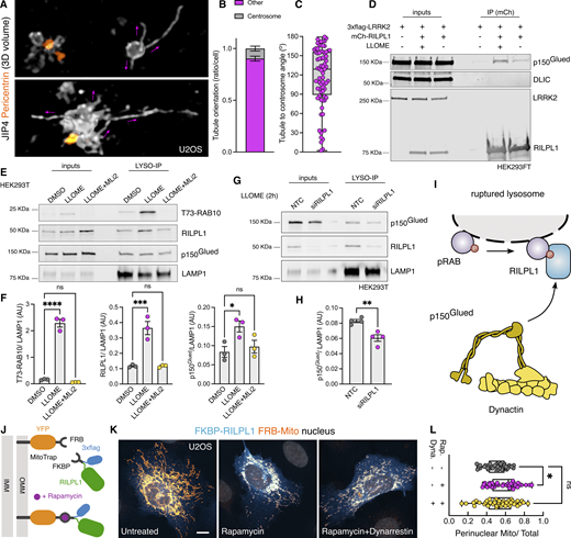 RILPL1 binds to p150Gluedand favors its recruitment to lysosomes. (A) U2OS cells were transfected with HaloTag-LRRK2 and mNeonGreen-JIP4 for 36 h. Cells were then treated with LLOME (2 h), fixed, and stained with pericentrin. Volume view image of JIP4+ tubules and centrosomes (pericentrin). (B) The orientation of the JIP4+ tubules was manually annotated as “toward the centrosome” (centrosome) or “elsewhere” (other) (n = 28 tubules). (C) Box plot depicting the tubule-to-centrosome angle (n = 72 tubules from 14 cells). (D) HEK293FT cells were transfected with 3xflag-LRRK2 and mCherry-RILPL1 for 24 h. Cells were treated or not with LLOME for 2 h, and lysates were subjected to immunoprecipitation with anti-RFP antibodies. (E) HEK293T cells stably expressing GFP-LRRK2 and TMEM192-3xHA were seeded and treated with DMSO, LLOME, or LLOME + MLi2 24 h later. Lysosomes were purified with anti-HA beads following the LYSO-IP technique. Lysosomes were then lysed, and their content was analyzed via immunoblotting. (F) Quantification of T73-RAB10, RILPL1, and p150Glued protein levels from the lysosomal fraction. Data are mean ± SEM from three independent replicates. P (T73-RAB10) <0.0001; P (RILPL1) = 0.0008; P (p150Glued) = 0.0368. One-way ANOVA with Dunnett’s. (G) HEK293T cells stably expressing GFP-LRRK2 and TMEM192-3xHA were seeded and treated with NTC and siRILPL1 for 48 h later. Then, cells were treated with LLOME for 2 h. Lysosomes were purified with anti-HA beads following the LYSO-IP technique. Lysosomes were then lysed, and their content was analyzed via immunoblotting. (H) Quantification of p150Glued protein levels from the lysosomal fraction. Data are mean ± SEM from four independent replicates. P = 0.0036. Unpaired t test. (I) Schematic representation of our experimental model where the pRAB proteins recruit RILPL1, which in turn binds to p150Glued and recruits it to membrane-damaged lysosomes. (J) Cartoon explaining the FRB–FKBP system to trap RILPL1 to the outer mitochondrial membrane (OMM). (K) U2OS cells were transfected with Mito-YFP-FRB and 3xflag-FKBP-RILPL1 for 24 h. Cells were treated or not with rapamycin or rapamycin+dynarrestin. (L) Box plot showing the perinuclear Mito/Total ratio in all groups. Data are mean ± SEM (P = 0.0198, n = 39–42 cells). Brown–Forsythe and Welch ANOVA with Dunnett’s post hoc test. Scale bar = 10 µm. NTC, nontargeting control. Source data are available for this figure: SourceData F7.
