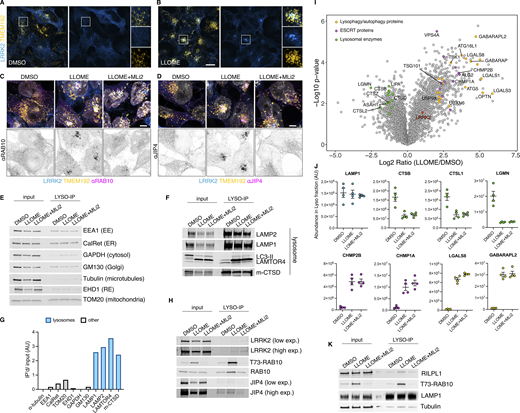 Additional information regarding the LYSO-IP unbiased proteomics screening. (A and B) HEK293T cells stably expressing GFP-LRRK2 and TMEM192-3xHA were seeded for 24 h and treated with DMSO or LLOME for 2 h. Cells were then fixed and stained using an anti HA antibody. (C and D) HEK293T cells stably expressing GFP-LRRK2 and TMEM192-3xHA were seeded for 24 h and treated with DMSO, LLOME (2 h), and LLOME+MLi2. Cells were then fixed and stained for HA and endogenous RAB10 (C) or endogenous JIP4 (D). (E, F, and H) HEK293T cells stably expressing GFP-LRRK2 and TMEM192-3xHA were seeded for 24 h and treated with DMSO, LLOME (2 h), and LLOME+MLi2. Cells were then subjected to LYSO-IP to immuno-isolate lysosomes. Isolated lysosomes were lysed, and immunoblots show the amount of different cellular compartments in the lysosomal fraction, including EE, ER, cytosol, Golgi, RE, and mitochondria (E), as well as different luminal and membranous lysosomal proteins (F). (G) Marker quantification confirming enrichment of lysosomal proteins in the lysosomal fraction. (H) Immunoblot from LYSO-IP of players involved in LYTL, including pT73-RAB10, total RAB10, LRRK2, and JIP4. (I) Volcano plot showing the proteins with enhanced recruitment to lysosomes (right side) and the proteins decreased on lysosomes (left side), when cells are treated with LLOME. Data are from four independent experiments. (J) Histogram shows protein levels measured by mass spectrometry of individual proteins on lysosomes under DMSO, LLOME, and LLOME+MLi2. Data are from four independent experiments. (K) Immunoblot from LYSO-IP experiment showing that RILPL1 recruitment to damaged lysosomes is LRRK2 kinase activity dependent. Source data are available for this figure: SourceData FS1. Refer to the image caption for details.
