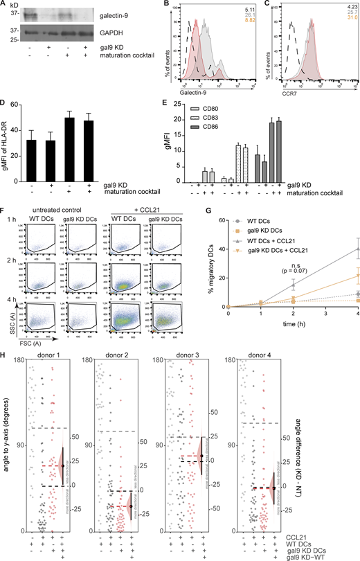 Galectin-9 depletion impairs chemokine-driven DC migration independently of cell maturation. (A and B) Galectin-9 expression was assessed by western blot (A) or flow cytometry (B) 48 h in WT or gal9 KD moDCs. Immunoblot is representative of four independent experiments. In B, numbers in the inset indicate gMFI. Cells were gated based on their forward-side scatter after which cell clusters were gated out and only single cells were analyzed. WT, light gray population; gal9 KD moDCs, orange population. A black dotted line represents isotype control values. (C) CCR7 surface expression in moDCs treated as per (B). Graph is a representative donor out of three analyzed, and numbers in the inset indicate gMFI. (D and E) WT or gal9 KD moDCs were matured and levels of HLA-DR, CD80, CD86, and CD83 analyzed by flow cytometry. The graph depicts the mean ± SEM surface expression (gMFI) of four independent donors. (F) WT or gal9 KD moDCs were placed in the upper chamber of a transwell system and subjected to a CCL21 chemokine gradient. Migrated cells were collected at the bottom chamber 1, 2, and 4 h after seeding and measured by flow cytometry. Graphs show a representative donor of four independent donors analyzed. (G) Quantification of data shown in F. Graph shows mean percentage ± SEM of migratory DCs relative to the total number of seeded cells for each time point and genotype. An unpaired t test between WT and gal9 KD DCs was performed. (H) Overall angle to y axis (degrees) was computed for the overall displacement vector of WT or gal9 KD DCs subjected to CCL21 or nothing as a negative control. Each graph corresponds to one independent donor (labeled donor 1–4; 50 cells analyzed per donor). Horizontal lines represent means for untreated negative control (gray), WT (black), or gal9 KD DCs (red). Plots show the bootstrapped distribution (red) and 95% confidence interval (line segments) of the difference in average angle (gal9 KD-WT). n.s., P > 0.05; *P < 0.05. gMFI, geometrical mean fluorescence intensity. Source data are available for this figure: SourceData FS1.