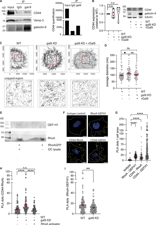 Galectin-9 interaction with CD44 regulates DC migration. (A) IP of galectin-9 or isotype negative control in whole-cell lysates obtained from day 7 matured moDCs. Co-IP complexes were resolved and probed against galectin-9, Vamp-3, and CD44. Graph shows quantification of the CD44 signal. Data shown are representative of three independent experiments. (B) CD44 expression in WT, gal9 KD, and gal9 KD + rGal9 moDC lysates. Tubulin was used as a loading control. Graph shows mean CD44 expression of four independent donors (black symbols), and immunoblot is representative of four independent experiments. (C) Super-resolution dSTORM images of the basal membranes of day 7 matured WT, gal9 KD, and gal9 KD + rGal9 moDCs stained for CD44. ROI (red square) in the upper panel is depicted in the zoomed bottom panels (5,000 × 5,000 nm) to visualize CD44 nanoscale organization. (D) Mean ± SEM CD44 cluster diameter in WT, gal9 KD, and gal9 KD + rGal9 was calculated per cell (gray dots) based on pair correlation analysis for 4 independent donors. One-way ANOVA with Tukey’s multiple comparisons was performed. (E) RhoA_GFP was incubated with either whole DC lysates from three independent donors pulled together (+) or nothing (−), and immunocomplexes were resolved by western blot and probed with specific antibodies against GEF-H1 and RhoA. Western blot is representative of two independent experiments. (F) Confocal microscopy of PLA assessing the proximity of CD44 to RhoA and GEF-H1 in mature moDCs. RhoA-GEF-H1 and isotypes were used as a positive and negative control, respectively. Scale bar: 5 µm. (G) Quantification of the number of PLA foci per cell area (black symbols) from images shown in F. Data represent the mean ± SEM from four independent donors (15–20 cells were analyzed/condition). One-way ANOVA with Dunn’s multiple comparison correction was performed. (H) Quantification of the number of PLA foci (CD44-RhoA) per cell (black symbols) in WT or gal9 KD moDCs untreated or treated with 5 µg/ml of RhoA activator II. Data represent the mean ± SEM from two independent donors. 25–30 cells were analyzed per condition. One-way ANOVA was performed. (I) Quantification of the number of PLA foci (RhoA-GEF-H1) per cell (black symbols) in WT or gal9 KD moDCs. Data represent the mean ± SEM from three independent donors (20 cells were analyzed per condition). An unpaired t test was used to assess significance. n.s, P > 0.05; *P < 0.05; **P < 0.01; ****P < 0.0001. IP, immunoprecipitation. Source data are available for this figure: SourceData F7. Refer to the image caption for details.
