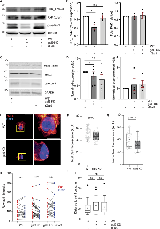 Galectin-9 depletion alters actomyosin cytoskeleton. (A) Total lysates from WT, gal9 KD, and gal9 KD + rGal9 moDCs were subjected to western blot and total PAK1, PAK_Thr423, and galectin-9 protein expression analyzed. Tubulin was used as a loading control. Immunoblot is representative of three independent experiments. (B) Quantification of mean ± SEM of PAK1_Thr423 and total PAK1 content normalized to corresponding tubulin for three independent donors. One-way ANOVA was performed. (C) Total lysates from WT, gal9 KD, and gal9 KD +rGal9 moDCs seeded onto 6-well plates were subjected to western blot and total mDia, pMLC (Ser19), and galectin-9 expression analyzed. Tubulin was used as a loading control. Immunoblot is representative of five independent experiments. (D) Quantification of normalized mDia and pMLC content shown in C. A one-sample t test was performed. n.s., P > 0.05; *P < 0.05. (E) WT or gal9 KD mature DCs were seeded onto coverslips and stained for pMLC and nucleus (DAPI). ROI in the left panel (yellow square) is depicted in the zoomed right panels. Scale bar = 10 µm; insets = 10 µm. (F and G) Quantification of data shown in (E). Box-and-whisker plots show mean (as +) pMLC intensity ratio in the whole cell (F) or at the perinuclear region (G) for two independent donors (10–15 cells analyzed per donor). Whiskers are generated using the Tukey method. Significance was determined by an unpaired t test. (H) Pairwise comparison of actin intensity at the cell front (red) and rear (blue) of 30 WT, gal9 KD, or gal9 KD + rGal9 moDCs from three independent donors, corresponding to rear/front ratio analysis shown in Fig. 6 D. (I) Distance of the nucleus to the front of the cell in WT, gal9 KD, and gal9 KD + rGal9 moDCs. The box-and-whisker plot shows mean (as +) nuclear distance for four independent donors (10–15 cells analyzed per donor). Whiskers are generated using the Tukey method. Significance was determined by one-way ANOVA with Tukey’s multiple comparisons test. n.s > 0.05. In H, two-tailed paired Student’s parametric t test was used. Source data are available for this figure: SourceData FS4. Refer to the image caption for details.