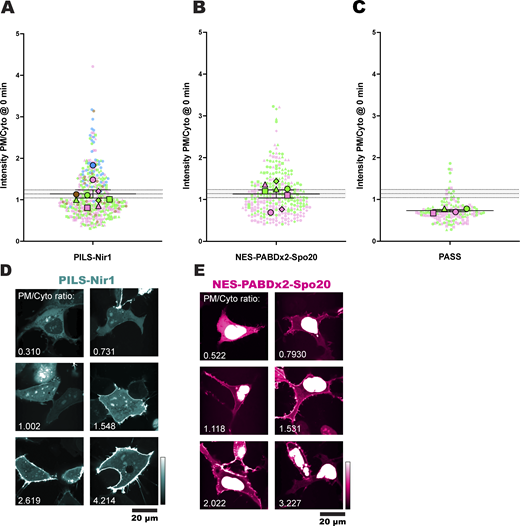 PA biosensors can associate with the PM under resting conditions. (A–C) Basal localization of PILS-Nir1 (A), NES-PABDx2-Spo20 (B), and PASS (C). Each small symbol represents the biosensor intensity PM/Cyto ratio of a single cell at time 0 min, before any treatment was added (n = 418 PILS-Nir1 cells, 288 NES-PABDx2-Spo20 cells, and 74 PASS cells). The large symbols show the grand means of each experimental replicate (n = 3–6 independent experiments). The symbols are color-coded according to the figure where the data can be found. Pink cells are in Fig. 1. Blue cells are in Fig. 2. Green cells are in Fig. 7. Brown cells are cells co-expressing FKBP-PJ-Dead (a catalytically dead PIP phosphatase used as a control in Fig. 3). The shape of the symbol denotes different dishes within each experiment (i.e., cells that were to be treated with PMA or cells that were to be treated with PMA + FIPI). Note that not all treatments shown here were included in their respective figures. Error bars show the mean ± SEM. The gray shaded area shows the PILS-Nir1 grand mean ± SEM to facilitate comparison between graphs. (D and E) Representative confocal images of PILS-Nir1 (D) and NES-PABDx2-Spo20 (E) show the range of basal PM/Cyto ratios seen across these experiments, with the given ratio values labeled on each image. Source data are available for this figure: SourceData FS2.
