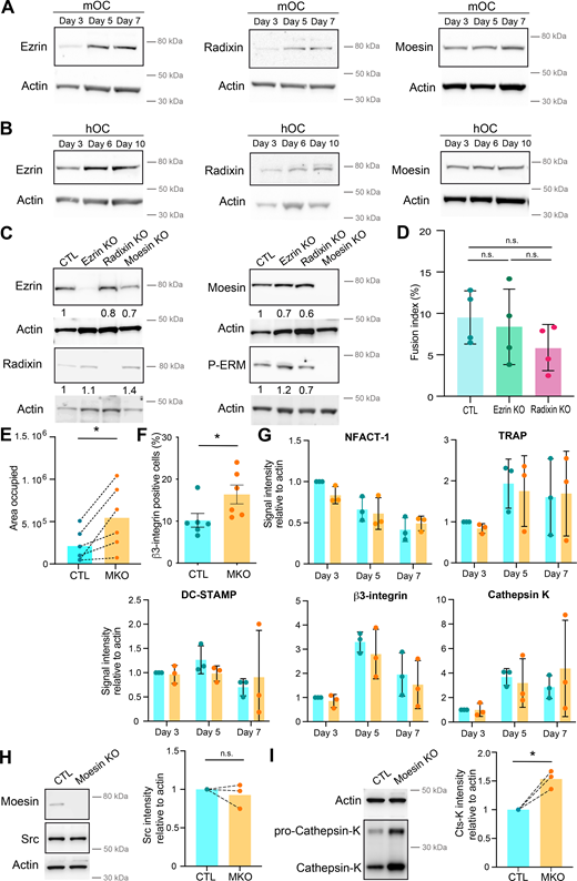 (Related toFig. 2). (A and B) Representative western blot analysis of the level of ERM during murine (A, mOC) and human (B, hOC) osteoclast differentiation, actin was used as loading control. (C). Representative western blot analysis of the level of ERM and activated ERM (P-ERM) in the three individual KO mOC. The quantification of the expression level, normalized to actin, is shown under each band. (D) Quantification of fusion index in control (CTL) and ezrin and radixin KO mOC. Each circle represents an independent experiment, n = 4, SDs are shown. (E) Quantification of the area occupied by osteoclasts in control (CTL) versus moesin KO (MKO) mOC after microscopy analysis. Each circle represents an independent experiment, n = 6. (F) Flow cytometry analysis of the percentage of β3-integrin-positive cells in control (CTL) versus moesin KO (MKO) mOC. Each circle represents an independent experiment, n = 6, SDs are shown. (G) Quantification of mRNA expression of genes overexpressed in osteoclasts measured by RT-PCR in control (CTL, blue) versus moesin KO mOC (orange) on days 3, 5, and 7 of differentiation. Actin mRNA level was used as control. Each circle represents an independent experiment, n = 3 independent experiments, SDs are shown. (H and I) Western blot analysis of Scr (H) and cathepsin K (I). (left) Representative experiment and (right) quantification of expression level normalized to actin. Each circle represents a single donor, n = 3. Predicted molecular weight are indicated on western blots. Actin panel is the same in H and I. Statistical analyses: (D) Kruskal–Wallis and then Dunn’s multiple comparison tests. n.s., not significant. Source data are available for this figure: SourceData FS1. Refer to the image caption for details.