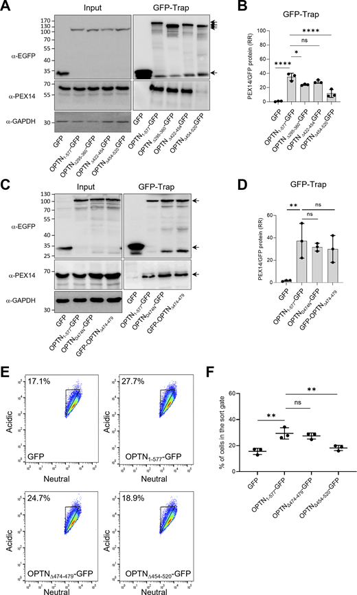 OPTN-GFP interacts with PEX14 and triggers pexophagy in an NOA-dependent manner. Flp-In T-REx 293 cells stably expressing po-mKeima were transfected with a plasmid encoding the indicated GFP-fusion protein and cultured in regular DMEM medium. After 2 days, the cells were processed for GFP-Trap and FACS analyses. Pexophagy was measured by gating single-cell GFP-positive populations for decreases in fluorescence intensity in the neutral channel. (A and C) Samples of protein extracts (input) and the GFP-Trap were processed for SDS-PAGE followed by IB using antibodies to GFP, PEX14, and GAPDH. Representative blots are shown. Specific protein bands are marked by arrows. Molecular mass markers (in kDa) are indicated on the left. (B and D) Densitometry quantifications of the RR of PEX14/GFP and PEX14/OPTN-GFP fusion proteins retained on the GFP-Trap affinity matrix. The total signal intensities of the GFP proteins and PEX14 were both normalized to 100%. Bars represent the mean ± SD of three biological replicates. (E) Representative flow cytometry plots of each group (n = 3). The different colors represent the cell density at a given position. (F) Quantification of the percentage of cells in the gated area. The data are shown as the mean ± SD and represent the values of three independent biological replicates. All conditions were statistically compared with the OPTN1–577-GFP condition (ns, nonsignificant; *, P < 0.05; **, P < 0.01; ****, P < 0.0001). RR, relative ratio. Source data are available for this figure: SourceData F5.