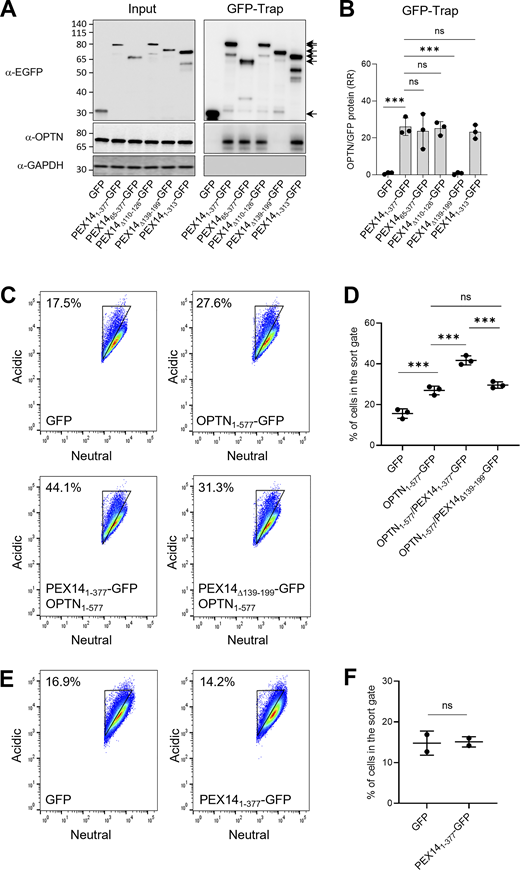 Mapping of the OPTN-interacting region of PEX14 and assessment of its expression levels on OPTN-mediated pexophagy. Flp-In T-REx 293 cells stably expressing po-mKeima were (co-)transfected with (a) plasmid(s) encoding the indicated protein(s) and cultured in regular DMEM medium. After 2 days, the cells were processed for GFP-Trap and FACS analysis. Pexophagy was measured by gating single-cell GFP-positive populations for decreases in fluorescence intensity in the neutral channel. (A) Samples of protein extracts (input) and the GFP-Trap were processed for SDS-PAGE followed by IB using antibodies to GFP, OPTN, and GAPDH. Representative blots are shown. Specific protein bands are marked by arrows. Molecular mass markers (in kDa) are indicated on the left. (B) Densitometry quantifications of the RR of OPTN/GFP and OPTN/PEX14-GFP fusion proteins retained on the GFP-Trap affinity matrix. The total signal intensities of the GFP proteins and PEX14 were both normalized to 100%. Bars represent the mean ± SD of three biological replicates. (C and E) Representative flow cytometry plots of each group (n = 2–3). The different colors represent the cell density at a given position. (D and F) Quantification of the percentage of cells in the gated area. The data are shown as the mean ± SD and represent the values of two to three independent biological replicates. Relevant conditions were statistically compared (ns, nonsignificant; ***, P < 0.001). RR, relative ratio. Source data are available for this figure: SourceData F7.