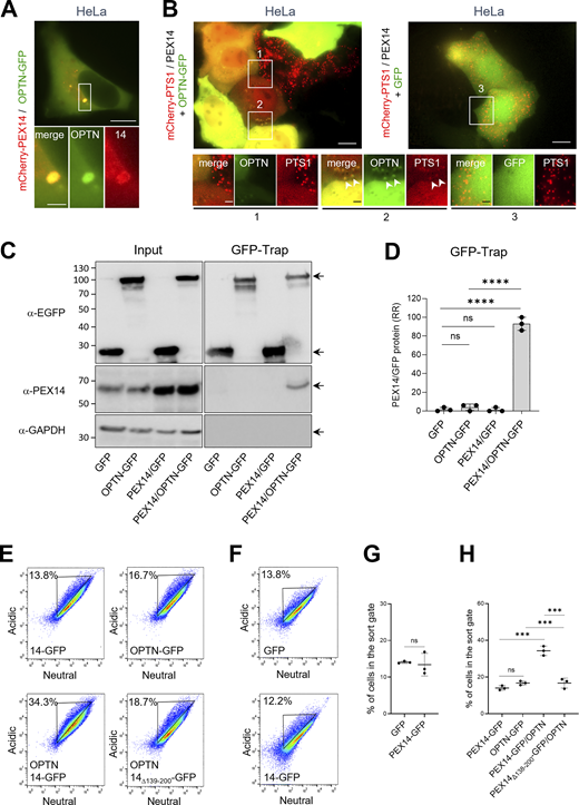 Co-overexpression of PEX14 and OPTN enhances OPTN recruitment and induces peroxisome clustering and pexophagy in HeLa cells. (A and B) Overexpression of PEX14 promotes the recruitment of OPTN to peroxisomes. HeLa cells were co-transfected with plasmids encoding (A) mCherry-PEX14 and OPTN-GFP, or (B) non-tagged PEX14, OPTN-GFP, and mCherry-PTS1. After 2 days, live-cell imaging was performed. White arrowheads indicate colocalization of OPTN-GFP with mCherry-PTS1. Notably, under pexophagy-inducing conditions, the mCherry reporter redistributes markedly to the cytosol. Scale bars, 10 µm; insets: 2.5 µm. (C–H) HeLa cells stably expressing po-mKeima were transfected with plasmids encoding the indicated proteins and cultured in DMEM. After 2 days, cells were processed for GFP-Trap and FACS analyses. Pexophagy was assessed by gating single-cell GFP-positive populations for reduce fluorescence intensity in the neutral channel. (C) Protein extracts (input) and the GFP-Trap were analyzed by SDS-PAGE and IB using antibodies against GFP, PEX14, and GAPDH. Representative blots are shown. Specific protein bands are marked by arrows. Molecular mass markers (in kDa) are indicated on the left. (D) Densitometric quantification of the relative ratio (RR) of PEX14/GFP and PEX14/OPTN-GFP fusion proteins in the GFP-Trap. Signal intensities for both GFP and PEX14 were normalized to 100%. Bars represent the mean ± SD of three biological replicates. (E and F) Representative flow cytometry plots of each group (n = 3), where colors indicate cell density. (G and H) Quantification of the percentage of cells within the gated area. Data represent the mean ± SD from three independent biological replicates. Statistical comparisons were performed between relevant conditions (ns, nonsignificant; ***, P < 0.001; ****, P < 0.0001). Source data are available for this figure: SourceData F8.