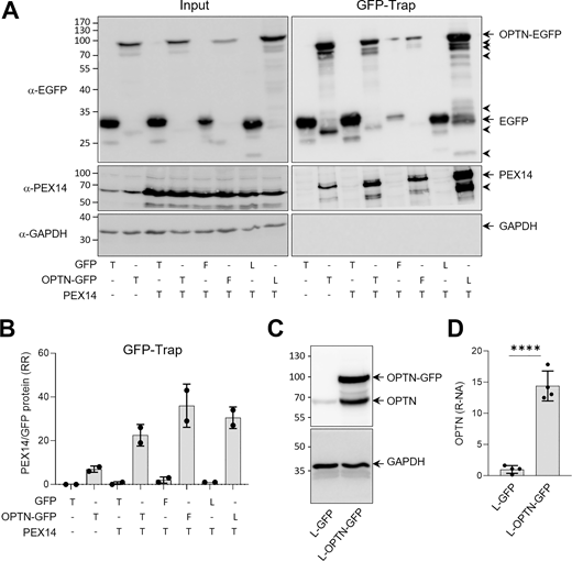 Analysis of the OPTN–PEX14 interaction using GFP trapping. (A) Immunoblot analysis of input and GFP-Trap pull-down fractions from Flp-In T-REx 293 cells expressing the specified proteins. Representative images are shown. Specific protein bands and their degradation products are marked by arrows and arrowheads, respectively. Molecular mass markers (in kDa) are indicated on the left. (B) Densitometry quantifications of the relative ratios (RRs) of PEX14/GFP and PEX14/OPTN-GFP retained on the GFP-Trap affinity matrix. The total signal intensities of the GFP proteins and PEX14 were both standardized to 100%. The bars represent the mean of two biological replicates. T, transient transfection; F, Flp-In integration; L, lentiviral transduction. (C and D) Relative expression of GFP-tagged OPTN compared with endogenous OPTN in lentiviral-transduced Flp-In T-REx 293 cells. (C) Total cell lysates from lentiviral (L-) transduced Flp-In T-REx 293 cells, which constitutively express either GFP or OPTN-GFP, were subjected to SDS-PAGE followed by IB using antibodies targeting OPTN and GAPDH. A representative image is shown, with specific protein bands indicated by arrows. Note that the 66 kDa band in the OPTN-GFP lane may represent either a degradation product of OPTN-GFP or endogenous OPTN stabilized by overexpression of OPTN-GFP. Molecular mass markers (in kDa) are indicated on the left. (D) Densitometry quantifications of the relative normalized amounts (R-NA) of OPTN. The expression levels were normalized to GAPDH, with the amount of OPTN detected in the GFP cells serving as the reference. The amount in the L-OPTN-GFP cells represents the sum of the 66- and 95-kDa bands. Bars represent the mean ± SD of four biological replicates (****, P < 0.0001). Source data are available for this figure: SourceData FS3. Refer to the image caption for details.