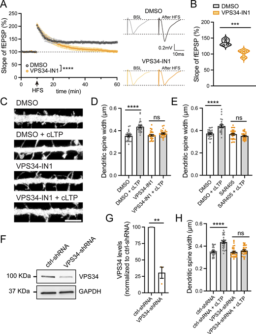 A decrease in PI(3)P levels blocks functional and structural plasticity during LTP. (A) Field excitatory postsynaptic potentials (fEPSPs) were recorded in the CA1 stratum radiatum using ACSF-filled glass pipettes (3–5 MΩ). Schaffer collateral fibers were stimulated every 30 s with 0.1-ms pulses (50–250 μA), and slices were pretreated with DMSO (n = 4 slices, 4 mice) or 5 μM VPS34-IN1 (n = 6 slices, 4 mice) for 30 min. After a 10-min stable baseline, LTP was induced with two high-frequency stimulations (HFS; 100 Hz, 1 s) separated by 30 s. Data were analyzed by two-way ANOVA with Sidak’s post hoc test, ****P < 0.0001. Error bars are SEM. (B) Summary data (55–60 min after HFS) corresponding to (A). DMSO: 136.441 ± 4.657; VPS34-IN1: 102.142 ± 4.388. Data were analyzed by Student’s unpaired t test, ***P < 0.001. (C) Representative confocal images of dendritic spines in DIV16 hippocampal neurons transfected with eGFP (filler) at DIV12. Neurons were treated with either DMSO or 1 μM VPS34-IN1 for 30 min, followed by a 5-min cLTP stimulus in the presence of the compounds where indicated. Neurons were further incubated in the presence of DMSO or VPS34-IN1 for 50 min before fixation. Scale bar, 5 µm. (D) The maximum width for each spine was quantified, and the average size of the dendritic spines in the first 30 μm of secondary dendrites was calculated. DMSO: 0.354 ± 0.007, N = 30 neurons; DMSO with cLTP: 0.435 ± 0.009, N = 30 neurons; VPS34-IN1: 0.359 ± 0.007, N = 30 neurons; VPS34-IN1 with cLTP: 0.375 ± 0.006, N = 30 neurons. Three independent experiments. Data were analyzed by one-way ANOVA with Tukey’s post hoc test, ****P < 0.001. Error bars are SEM. (E) Neurons were transfected at DIV12 with eGFP (filler). At DIV16, neurons were treated with either DMSO or 1 μM SAR405 for 30 min, followed by a 5-min cLTP stimulus in the presence of compounds where indicated. Neurons were further incubated in the presence of DMSO or SAR405 for 50 min before fixation. The maximum width for each spine was quantified, and the average size of the dendritic spines in the first 30 μm of secondary dendrites was calculated. DMSO: 0.373 ± 0.006, N = 30 neurons; DMSO with cLTP: 0.439 ± 0.011, N = 30 neurons; SAR405: 0.367 ± 0.008, N = 30 neurons; SAR405 with cLTP: 0.351 ± 0.006, N = 30 neurons. Three independent experiments. Data were analyzed by one-way ANOVA with Tukey’s post hoc test, ****P < 0.001. Error bars are SEM. (F) Validation of an shRNA clone to knockdown rat VPS34. Rat cortical neurons were infected with lentiviruses carrying either VPS34-shRNA (TRCN0000025373; Millipore Sigma) or control-shRNA (pLKO.1 scrambled nontarget shRNA SHC002, Millipore Sigma) at an MOI of 2. At 6 days after infection, cell extracts were collected and analyzed by western blot. GAPDH was used as a loading control. (G) The levels of VPS34 protein were quantified in neurons infected with VPS34-shRNA and normalized to VPS34 levels in control-shRNA–infected neurons. ctrl-shRNA: 100%; VPS34-shRNA: 30.5 ± 8.50%. N = 3 independent experiments. Statistical significance was determined using unpaired two-tailed Student’s t test, **P < 0.01. Error bars are SEM. (H) DIV12 neurons were co-transfected with eGFP (filler) and either ctrl-shRNA or VPS34-shRNA. At DIV16, neurons were either treated with cLTP or left untreated and fixed 50 min after cLTP. The maximum width for each spine was quantified and the average size of the dendritic spines in the first 30 μm of secondary dendrites was calculated. ctrl-shRNA: 0.351 ± 0.007, N = 30 neurons; ctrl-shRNA with cLTP: 0.436 ± 0.010, N = 30 neurons; VPS34-shRNA: 0.347 ± 0.008, N = 30 neurons; VPS34-shRNA with cLTP: 0.360 ± 0.007, N = 30 neurons. Three independent experiments. Data were analyzed by one-way ANOVA with Tukey’s post hoc test, ****P < 0.001. Error bars are SEM. DIV, days in vitro. Source data are available for this figure: SourceData F2. Refer to the image caption for details.