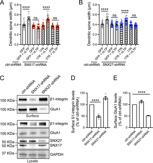 SNX17 and SNX27 define two distinct pathways for structural plasticity by recycling specific cargoes. (A) Rat hippocampal neurons were co-transfected at DIV12 with either ctrl- or SNX17-shRNA and the indicated constructs. At DIV16, neurons were either treated with cLTP or left untreated and fixed 50 min after cLTP. The width of dendritic spines in the first 30 µm of secondary dendrites were quantified. ctrl-shRNA + eGFP: 0.393 ± 0.011, N = 30 neurons; ctrl-shRNA + eGFP with cLTP: 0.515 ± 0.012, N = 30 neurons; SNX17-shRNA + eGFP: 0.370 ± 0.006, N = 30 neurons; SNX17-shRNA + eGFP with cLTP: 0.334 ± 0.014, N = 30 neurons; SNX17-shRNA + SNX17-R: 0.373 ± 0.008, N = 30 neurons; SNX17-shRNA + SNX17-R with cLTP: 0.509 ± 0.012, N = 30 neurons; SNX17-shRNA + SNX27-R: 0.367 ± 0.006, N = 30 neurons; SNX17-shRNA + SNX27-R with cLTP: 0.356 ± 0.006, N = 30 neurons. Statistical significance was determined using one-way ANOVA with Tukey’s post hoc test, ****P < 0.001. Error bars are SEM. (B) Rat hippocampal neurons were co-transfected at DIV12 with either ctrl- or SNX27-shRNA and the indicated constructs. At DIV16, neurons were either treated with cLTP or left untreated and fixed 50 min after cLTP. The width of dendritic spines in the first 30 µm of secondary dendrites were quantified. ctrl-shRNA + eGFP: 0.409 ± 0.008, N = 30 neurons; ctrl-shRNA + eGFP with cLTP: 0.503 ± 0.013, N = 30 neurons; SNX27-shRNA + eGFP: 0.402 ± 0.008, N = 30 neurons; SNX27-shRNA + eGFP with cLTP: 0.398 ± 0.010, N = 30 neurons; SNX27-shRNA + SNX27-R: 0.397 ± 0.009, N = 30 neurons; SNX27-shRNA + SNX27-R with cLTP: 0.478 ± 0.010, N = 30 neurons; SNX27-shRNA + SNX17-R: 0.388 ± 0.009, N = 30 neurons; SNX27-shRNA + SNX17-R with cLTP: 0.380 ± 0.006, N = 30 neurons. Statistical significance was determined using one-way ANOVA with Tukey’s post hoc test, ****P < 0.001. Error bars are SEM. (C) DIV11 rat cortical neurons were infected with lentiviruses carrying ctrl-, SNX17-, or SNX27-shRNAs, and the surface levels of β1-integrin and GluA1 were determined at DIV17 using surface biotinylation assays. Knockdown of SNX17 and SNX27 was validated by western blot of the lysate, and GAPDH was used as a loading control. (D) The levels of surface β1-integrin protein were quantified and expressed as a percentage of ctrl-shRNA. ctrl-shRNA: 100%, SNX17-shRNA: 48.350 ± 4.901%, SNX27-shRNA: 129.400 ± 6.202%. N = 4 independent experiments. Statistical significance was determined using one-way ANOVA with Tukey’s post hoc test, ****P < 0.001. Error bars are SEM. (E) The levels of surface GluA1 protein were quantified and expressed as a percentage of ctrl-shRNA. ctrl-shRNA: 100%, SNX17-shRNA: 113.200 ± 5.011%, SNX27-shRNA: 51.820 ± 0.696%. N = 3 independent experiments. Statistical significance was determined using one-way ANOVA with Tukey’s post hoc test, ****P < 0.001. Error bars are SEM. DIV, days in vitro. Source data are available for this figure: SourceData F6. Refer to the image caption for details.