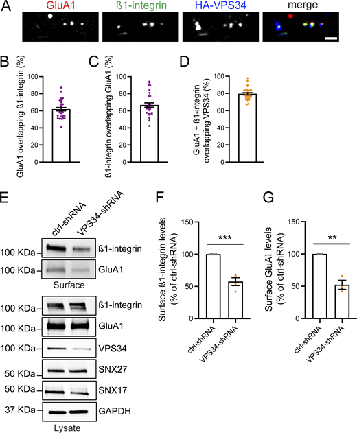 PI(3)P regulates the cell surface levels of SNX17- and SNX27-dependent cargoes. (A) Representative confocal images of DIV16 rat hippocampal neurons transfected at DIV15 with HA-VPS34. 24 h later, neurons were incubated live with antibodies against surface β1-integrin and surface GluA1 for 15 min at 37°C. Cells were then washed and further incubated at 37°C for 10 min. Antibodies remaining on the neuronal surface were stripped with an acid wash (0.5 M NaCl + 0.2 N acetic acid, 1 min, 4°C), followed by fixation, blocking, and incubation with secondary antibodies. Neurons were then permeabilized, blocked, and stained with an anti-HA antibody. Scale bar, 2.5 µm. (B) The percentage of GluA1 overlapping with β1-integrin was analyzed using Mander’s colocalization coefficient (×100). 61.90 ± 1.999%, N = 30 neurons. Three independent experiments. Error bar is SEM. (C) The percentage of β1-integrin overlapping with GluA1 was analyzed using Mander’s colocalization coefficient (×100). 66.80 ± 2.514%, N = 30 neurons. Three independent experiments. Error bar is SEM. (D) The percentage of endosomes containing both β1-integrin and GluA1 that colocalize with HA-VPS34 was analyzed using Mander’s colocalization coefficient (×100). 79.48 ± 1.283%, N = 30 neurons. Three independent experiments. Error bar is SEM. (E) DIV11 rat cortical neurons were infected with lentiviruses carrying ctrl- or VPS34-shRNAs, and the surface levels of β1-integrin and GluA1 were determined at DIV17 using surface biotinylation assays. The total levels of β1-integrin, GluA1, VPS34, SNX17, and SNX27 were validated by western blot of the lysate, and GAPDH was used as a loading control. (F) The levels of surface β1-integrin protein were quantified and expressed as a percentage of ctrl-shRNA. ctrl-shRNA: 100%, VPS34-shRNA: 57.40 ± 6.130%. N = 4 independent experiments. Statistical significance was determined using unpaired two-tailed Student’s t test, ***P < 0.005. Error bars are SEM. (G) The levels of surface GluA1 protein were quantified and expressed as a percentage of ctrl-shRNA. ctrl-shRNA: 100%, VPS34-shRNA: 52.180 ± 7.024%. N = 3 independent experiments. Statistical significance was determined using unpaired two-tailed Student’s t test, **P < 0.01. Error bars are SEM. DIV, days in vitro. Source data are available for this figure: SourceData F7. Refer to the image caption for details.