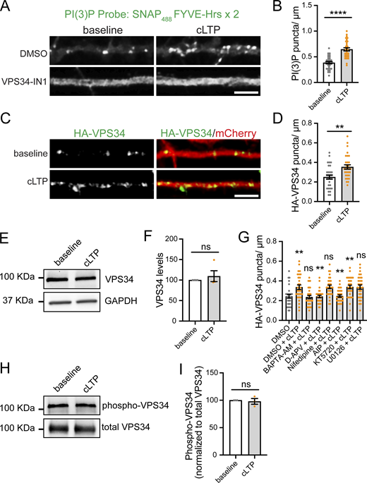 cLTP promotes the formation of PI(3)P- and VPS34-positive puncta, which is dependent on the NMDAR–calcium–CaMKII pathway. (A) Rat hippocampal neurons were transfected at DIV16 with mCherry as a filler. 24 h later, neurons were treated with either DMSO or 1 μM VPS34-IN1 for 30 min. Neurons were either fixed in the absence of cLTP (baseline) or treated with cLTP for 5 min and fixed 10 min after the cLTP stimulus. DMSO or VPS34-INH were maintained during the course of the experiment. After fixation, cells were immunostained with the PI(3)P recombinant biosensor conjugated to Alexa488 (SNAP488). Scale bar, 5 µm. (B) The number of PI(3)P-positive puncta in the first 30 μm of secondary dendrites was quantified for DMSO-treated cells. Baseline: 0.385 ± 0.023, N = 31 neurons; cLTP: 0.645 ± 0.031, N = 31 neurons. Three independent experiments. Statistical significance was determined using Student’s unpaired t test, ****P < 0.001. Error bars are SEM. (C) DIV16 hippocampal neurons were co-transfected at DIV16 with HA-VPS34 and mCherry as a filler. 24 h later, neurons were either fixed in the absence of cLTP (baseline) or treated with cLTP for 5 min and fixed 10 min after the cLTP stimulus, followed by immunostaining with an anti-HA antibody. Scale bar, 5 µm. (D) The number of HA-VPS34–positive puncta in the first 30 μm of secondary dendrites was quantified. Baseline: 0.250 ± 0.021, N = 30 neurons; cLTP: 0.353 ± 0.022, N = 30 neurons. Three independent experiments. Statistical significance was determined using Student’s unpaired t test, **P < 0.01. Error bars are SEM. (E) DIV17 rat cortical neurons were either left untreated (baseline) or treated with cLTP for 5 min. Extracts were collected 10 min after cLTP and analyzed by western blot for the levels of VPS34, and GAPDH was used as a loading control. (F) VPS34 levels were quantified and normalized to the baseline protein levels. Baseline: 100; cLTP: 109.50 ± 13.24. Four independent experiments. Statistical significance was determined using Student’s unpaired t test. Error bars are SEM. (G) DIV16 hippocampal neurons were co-transfected at DIV16 with HA-VPS34 and mCherry as a filler. 24 h later, neuron cultures were treated with DMSO, 10 μM BAPTA-AM, 100 μM D-APV, 10 μM nifedipine, 10 uM AIP, 2 μM KT5720, or 10 μM U0126 for 30 min, followed by a 5-min cLTP stimulus in the presence of compounds where indicated. Neurons were further incubated in the presence of the indicated compounds for 10 min before fixation, followed by permeabilization and incubation with an anti-HA antibody. The number of HA-VPS34–positive puncta in the first 30 μm of secondary dendrites was quantified. DMSO: 0.243 ± 0.019, N = 30 neurons; DMSO + cLTP: 0.337 ± 0.023, N = 30 neurons; BAPTA-AM + cLTP: 0.237 ± 0.017, N = 30 neurons; D-APV + cLTP: 0.242 ± 0.013, N = 30 neurons; nifedipine + cLTP: 0.340 ± 0.018, N = 30 neurons; AIP + cLTP: 0.247 ± 0.012, N = 30 neurons; KT5720 + cLTP: 0.339 ± 0.018, N = 30 neurons; U0126 + cLTP: 0.338 ± 0.021, N = 30 neurons. Three independent experiments. Statistical significance was determined using one-way ANOVA with Tukey’s post hoc test, **P < 0.01. Error bars are SEM. (H) DIV16 rat hippocampal neurons were either left untreated (baseline) or treated with cLTP for 5 min. Extracts were collected 10 min after cLTP and used for immunoprecipitation with an anti-VPS34 antibody, followed by immunoblotting with an antibody against pan-phospho-Ser/Thr. (I) The ratios of pan-phospho-Ser/Thr to VPS34 were quantified and normalized to the baseline group. Baseline: 100; cLTP: 97.95 ± 5.22. Three independent experiments. Statistical significance was determined using Student’s unpaired t test. Error bars are SEM. DIV, days in vitro. Source data are available for this figure: SourceData FS1. Refer to the image caption for details.