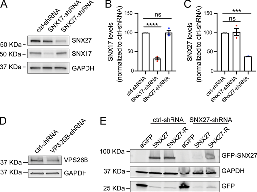 Validation of shRNA constructs. (A) Validation of shRNA clones to knockdown SNX17 and SNX27 in rat cortical neurons. Neurons were infected with lentiviruses carrying either control-shRNA (pLKO.1 scrambled nontarget shRNA SHC002, Millipore Sigma), SNX17-shRNA (TRCN0000190340, Millipore Sigma) or SNX27-shRNA (TRCN0000253473, Millipore Sigma) at an MOI of 2. At 6 days after infection, cell extracts were collected and analyzed by western blot. GAPDH was used as a loading control. (B) SNX17 protein levels were quantified in neurons infected with lentiviruses carrying SNX17- or SNX27-shRNAs and normalized to the protein levels in control-shRNA–infected neurons. ctrl-shRNA: 100%; SNX17-shRNA: 32.2 ± 3.52%, SNX27-shRNA: 100.3 ± 5.85%. N = 3 independent experiments. Statistical significance was determined using ANOVA with Tukey’s post hoc comparisons, ****P < 0.001. Error bars are SEM. (C) The protein levels of SNX27 were quantified in neurons infected with lentiviruses carrying SNX17- or SNX27-shRNAs and normalized to the protein levels in control-shRNA–infected neurons. ctrl-shRNA: 100%; SNX17-shRNA: 102.3 ± 9.21%, SNX27-shRNA: 37.96 ± 0.29%. N = 3 independent experiments. Statistical significance was determined using ANOVA with Tukey’s post hoc comparisons, ***P < 0.005. Error bars are SEM. (D) Validation of an shRNA clone to knockdown rat VPS26B. Rat cortical neurons were infected with lentiviruses carrying either control-shRNA (pLKO.1 scrambled nontarget shRNA SHC002; Millipore Sigma) or VPS26B-shRNA (TRCN0000306336; Millipore Sigma) at an MOI of 2. At 6 days after infection, cell extracts were collected and analyzed by western blot. GAPDH was used as a loading control. (E) HEK293 cells stably expressing the tet repressor (TR-HEK293) were either transfected with control-shRNA or SNX27-shRNA in the absence or presence of eGFP, GFP-SNX27, or shRNA-resistant GFP-SNX27 (SNX27-R), as indicated. Five days after infection, cells were treated with 1 μg/ml of doxycycline to promote the expression of the eGFP-tagged constructs. 24 h later, extracts were collected and analyzed by western blot. Source data are available for this figure: SourceData FS7.