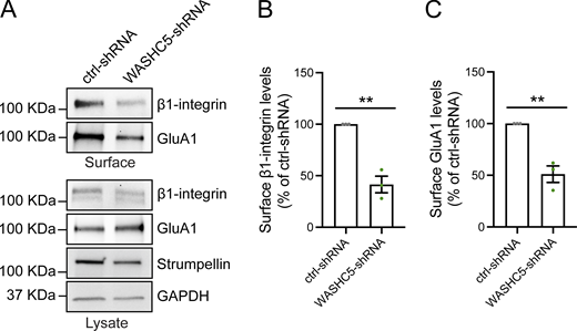 The WASH complex regulates the cell surface levels of SNX17- and SNX27-dependent cargoes. (A) DIV11 rat cortical neurons were infected with lentiviruses carrying ctrl- or WASHC5-shRNAs, and the surface levels of β1-integrin and GluA1 were determined at DIV17 using surface biotinylation assays. The total levels of β1-integrin, GluA1, and strumpellin were validated by western blot of the lysate, and GAPDH was used as a loading control. (B) The levels of surface β1-integrin protein were quantified and expressed as a percentage of ctrl-shRNA. ctrl-shRNA: 100%, VPS34-shRNA: 41.50 ± 8.006%. N = 3 independent experiments. Statistical significance was determined using unpaired two-tailed Student’s t test, **P < 0.01. Error bars are SEM. (C) The levels of surface GluA1 protein were quantified and expressed as a percentage of ctrl-shRNA. ctrl-shRNA: 100%, VPS34-shRNA: 51.02 ± 8.005%. N = 3 independent experiments. Statistical significance was determined using unpaired two-tailed Student’s t test, **P < 0.01. Error bars are SEM. DIV, days in vitro. Source data are available for this figure: SourceData FS8.