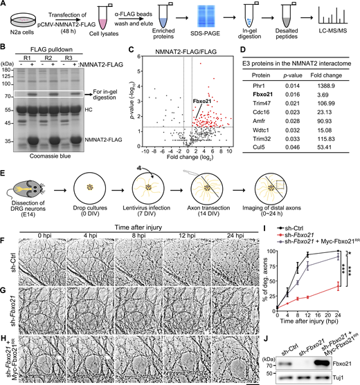 Analysis of the NMNAT2 interactome reveals that Fbxo21 regulates Wallerian degeneration. (A) A schematic diagram of the MS–based NMNAT2 interactome analysis. (B) Coomassie blue staining of the immunoprecipitates from the N2a cells expressing NMNAT2-FLAG using an anti-FLAG antibody. Three biological repeats (R) are shown. A protein band at slightly above 70 kDa detected in the NMNAT2-FLAG groups only (white box) is excised for in-gel digestion and the subsequent LC-MS/MS analysis. HC, heavy chain. (C) A volcano plot showing the proteins in the cut band in (B) identified by MS. Red dots, 107 proteins associated with NMNAT2-FLAG (fold change >2, P value <0.05). (D) A list of E3 ligase proteins identified in the NMNAT2 interactome. (E) A schematic of the in vitro drop cultures of primary mouse DRG neurons and the axotomy model. (F–I) Representative phase contrast images (F–H) and quantification (I) of injury-induced axon degeneration of primary mouse DRG neurons. Images are captured live at indicated time points after axotomy. (J) Western blot analysis confirming the KD of Fbxo21 by sh-Fbox21 and the expression of the RR Myc-Fbxo21RR in the DRG cultures treated with sh-Fbox21. sh-Ctrl, scrambled shRNA. % of deg. axons, percentage of degenerated axons (see Materials and methods). Data are shown as mean ± SEM. n = 7–8 DRG cultures per group from pooled results of three independent repeats. The statistical significance is determined by two-way ANOVA; *P < 0.05 and ***P < 0.001. Scale bar: 50 µm. Source data are available for this figure: SourceData F1.