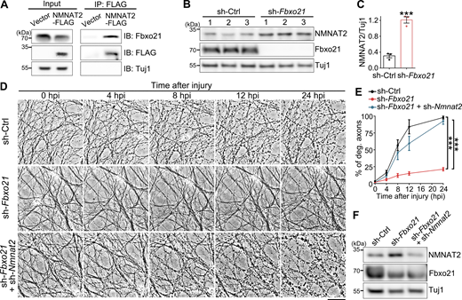 Fbxo21 KD increases NMNAT2 levels and delays axon degeneration in DRG neurons. (A) The co-IP assay confirms the interaction between NMNAT2-FLAG and the endogenous Fbxo21 protein in primary mouse DRG neurons. (B and C) Representative western blot images (B) and quantification (C) of NMNAT2 levels in DRG neurons treated with scrambled shRNA(sh-Ctrl) or sh-Fbxo21. Tuj1 is used as a loading control. (D and E) Representative phase contrast images (D) and quantification (E) of injury-induced axon degeneration of DRG neurons treated with the indicated shRNAs. Images are captured live at indicated time points after injury. Equal lentivirus load of shRNAs was used in all groups by adding supplemental amount of sh-Ctrl. (F) Western blot analysis of the protein levels of endogenous NMNAT2 and Fbxo21 in the primary DRG neurons in D. % of deg. axons, percentage of degenerated axons. Mean ± SEM. n = 3 in C and n = 5–6 DRG cultures per group from pooled results of three independent repeats in E. Student’s t test (C) and two-way ANOVA (E); ***P < 0.001. Scale bar: 50 µm. Source data are available for this figure: SourceData F2.